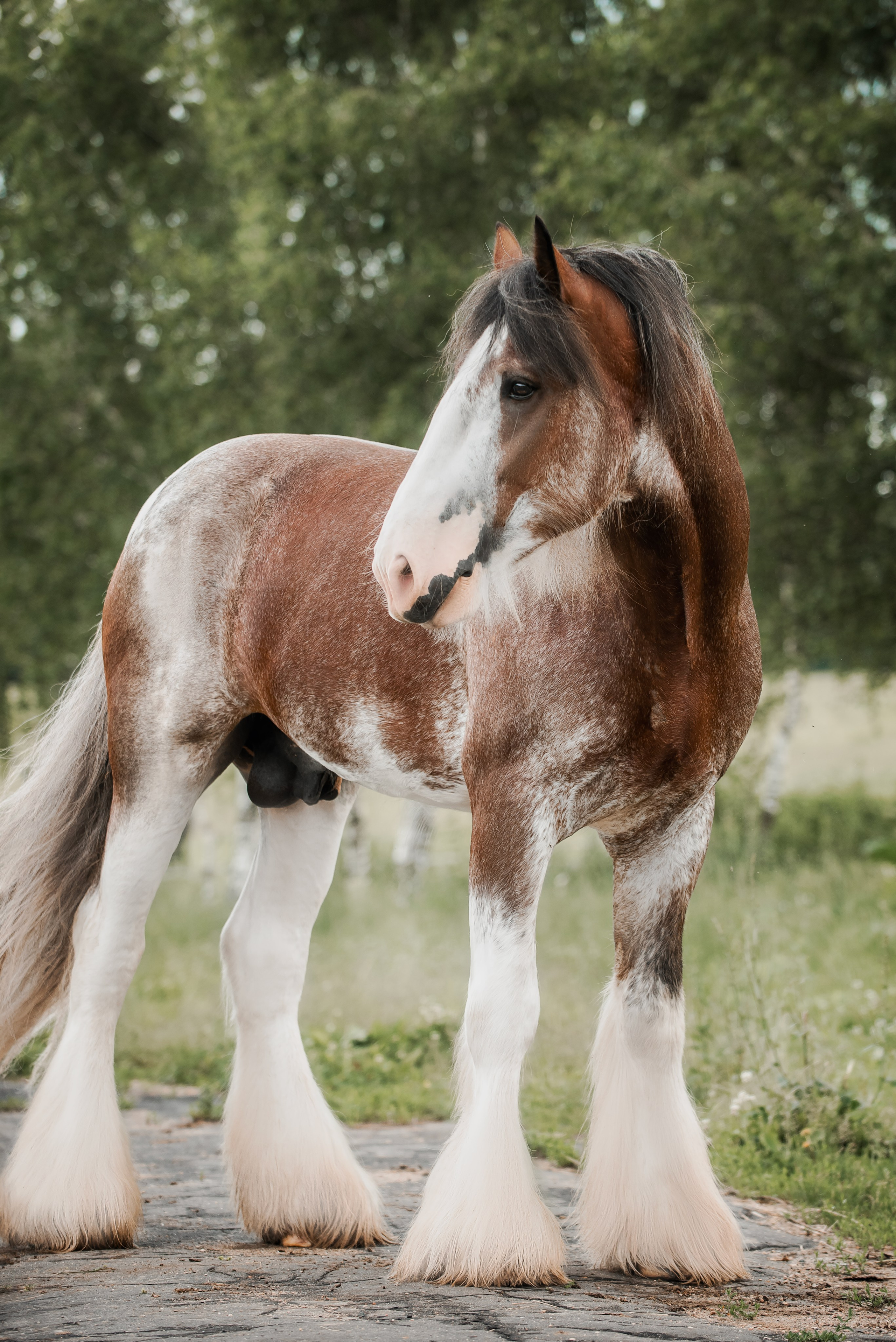 KOMARDINS. Конный фотограф Куракина Дарья • Фотосессии с лошадьми