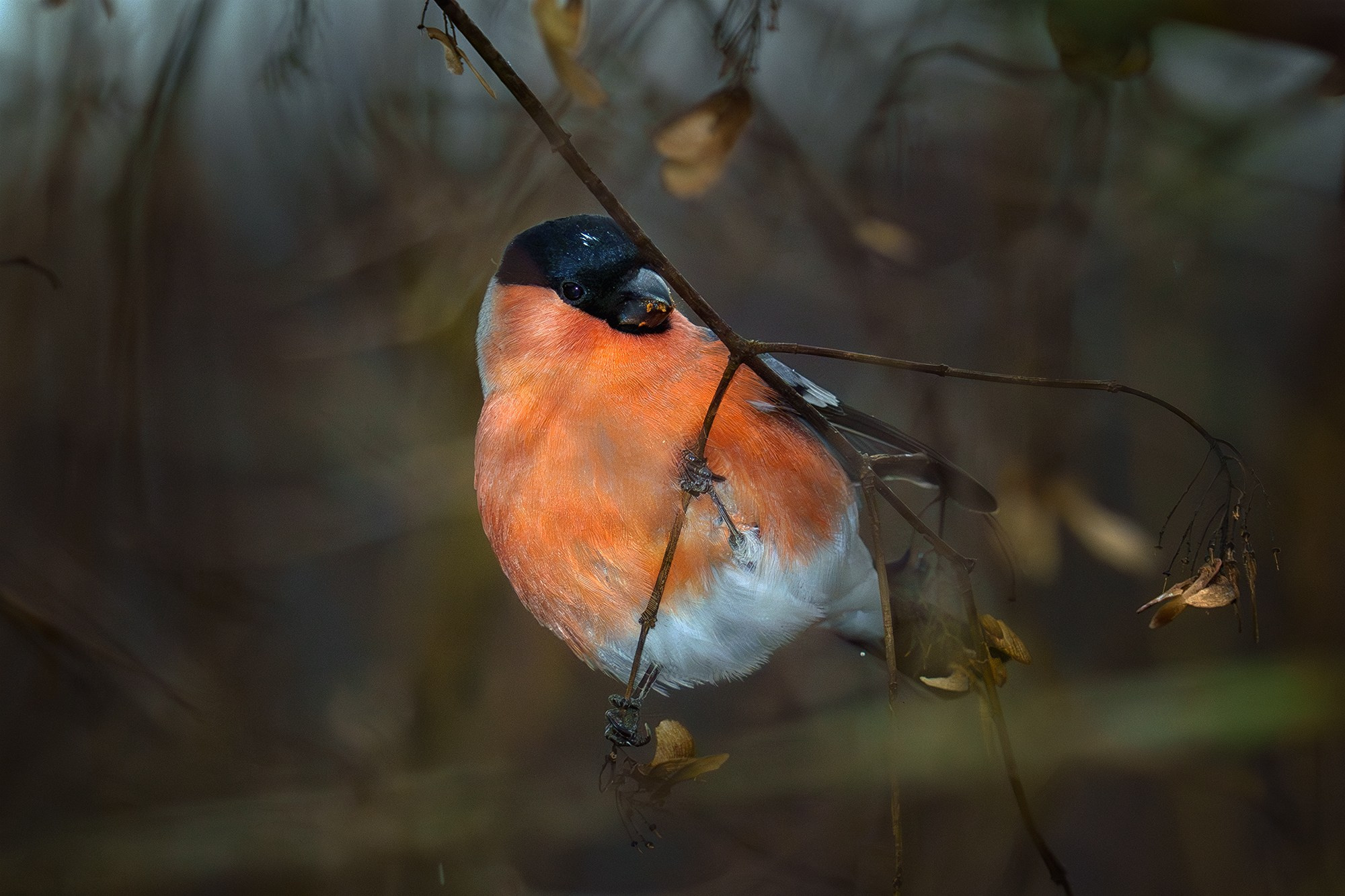 Удивительные мир птиц. Вокруг нас столько прекрасного — присмотритесь!. Ваш личный фотограф Марина Волкова