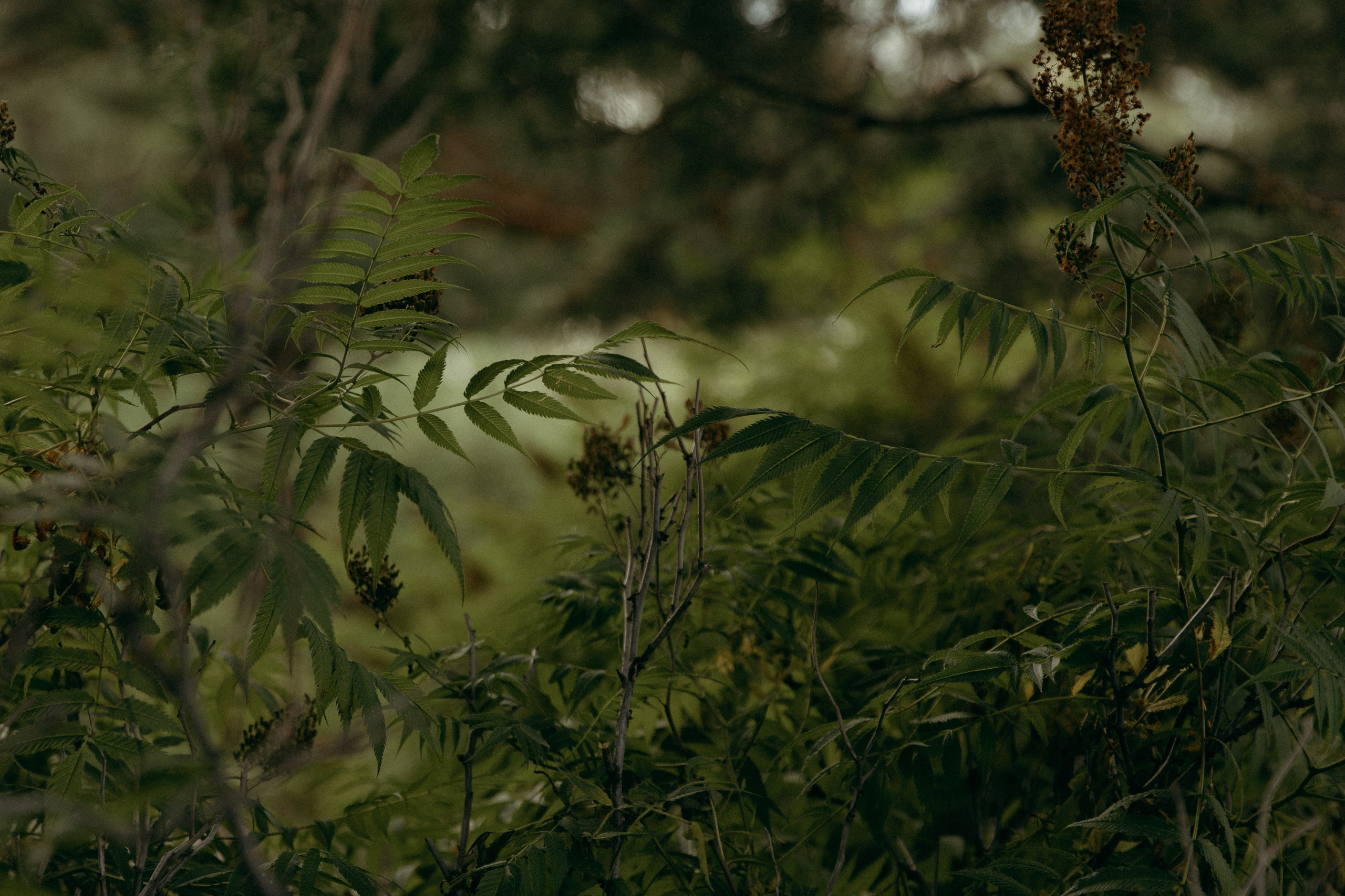 Николай и Александра. Главная