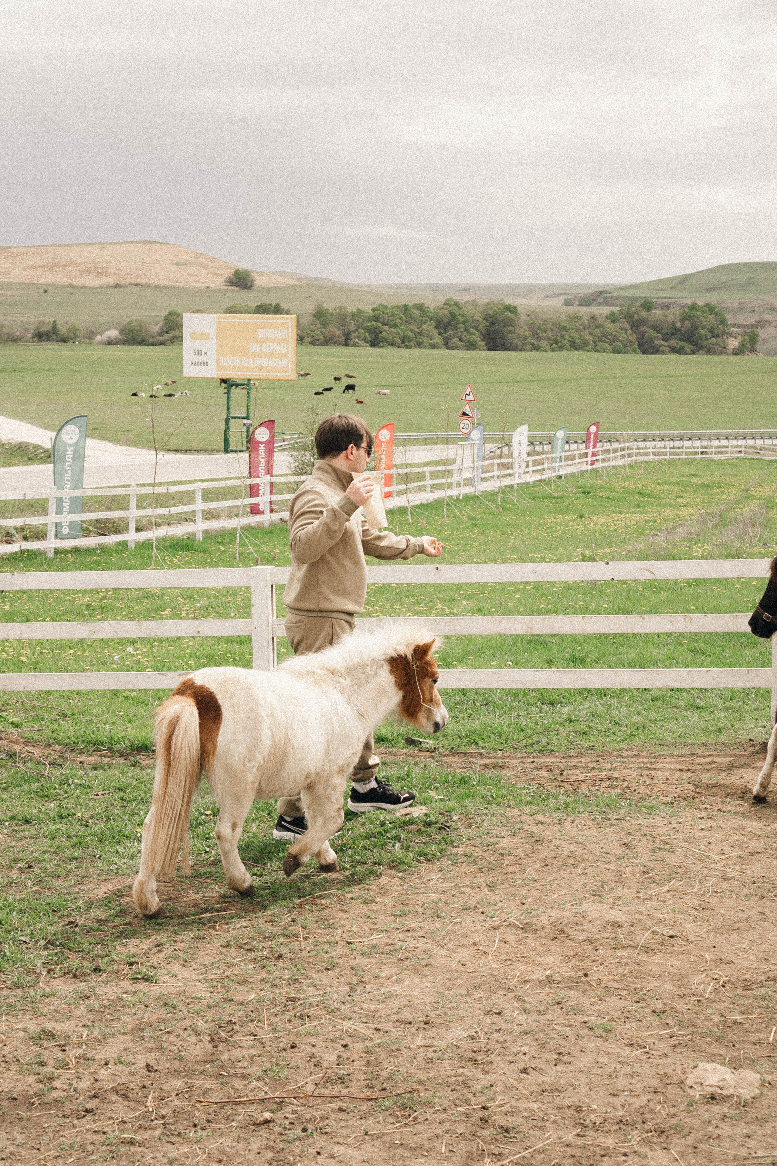 Ферма Альпак. Профессиональный фотограф, Санкт-Петербург — Виктория Богомолова
