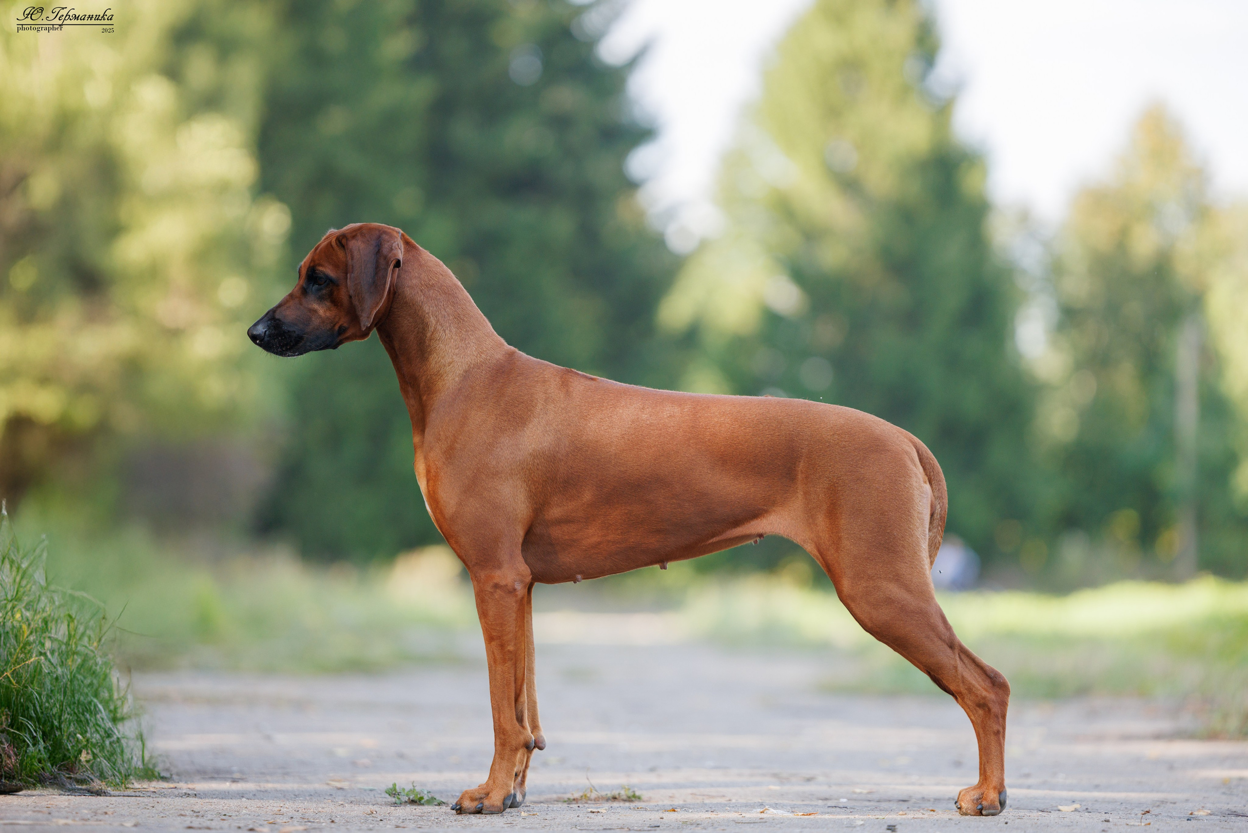 Тверь 10.08.2025. Фотограф-анималист Юлия Германика