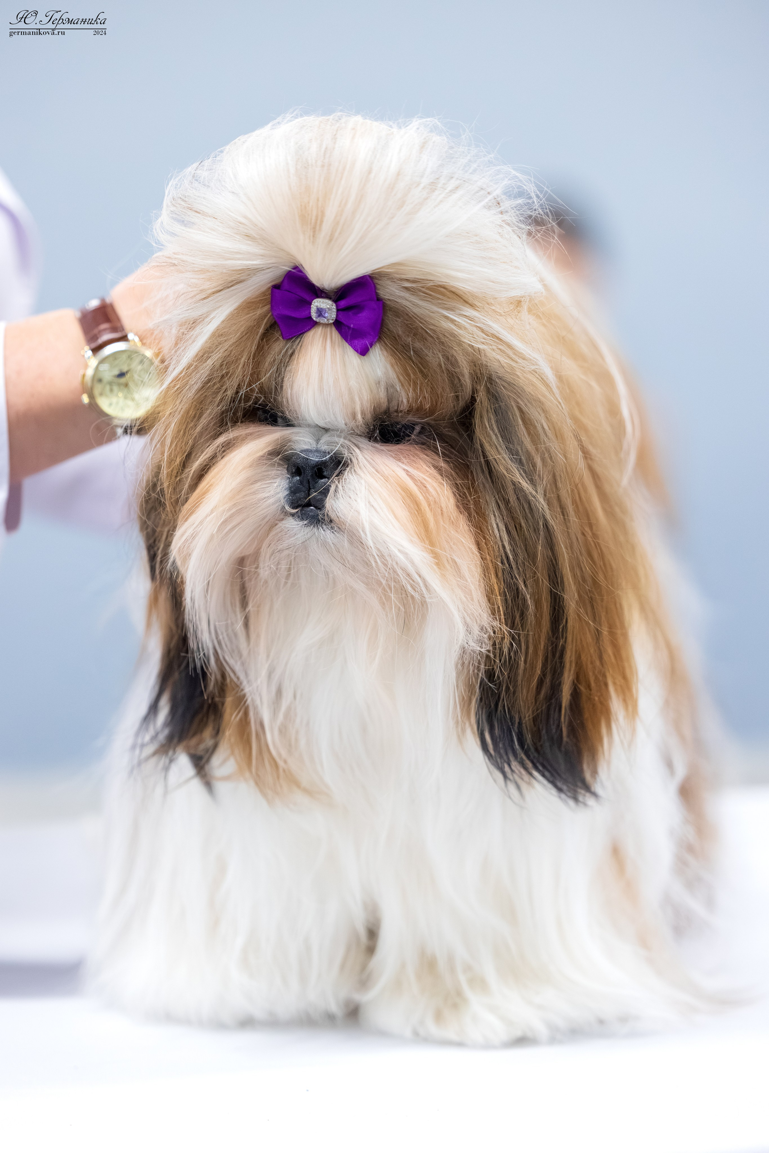 Сфера 17.03.2024. Фотограф-анималист Юлия Германика