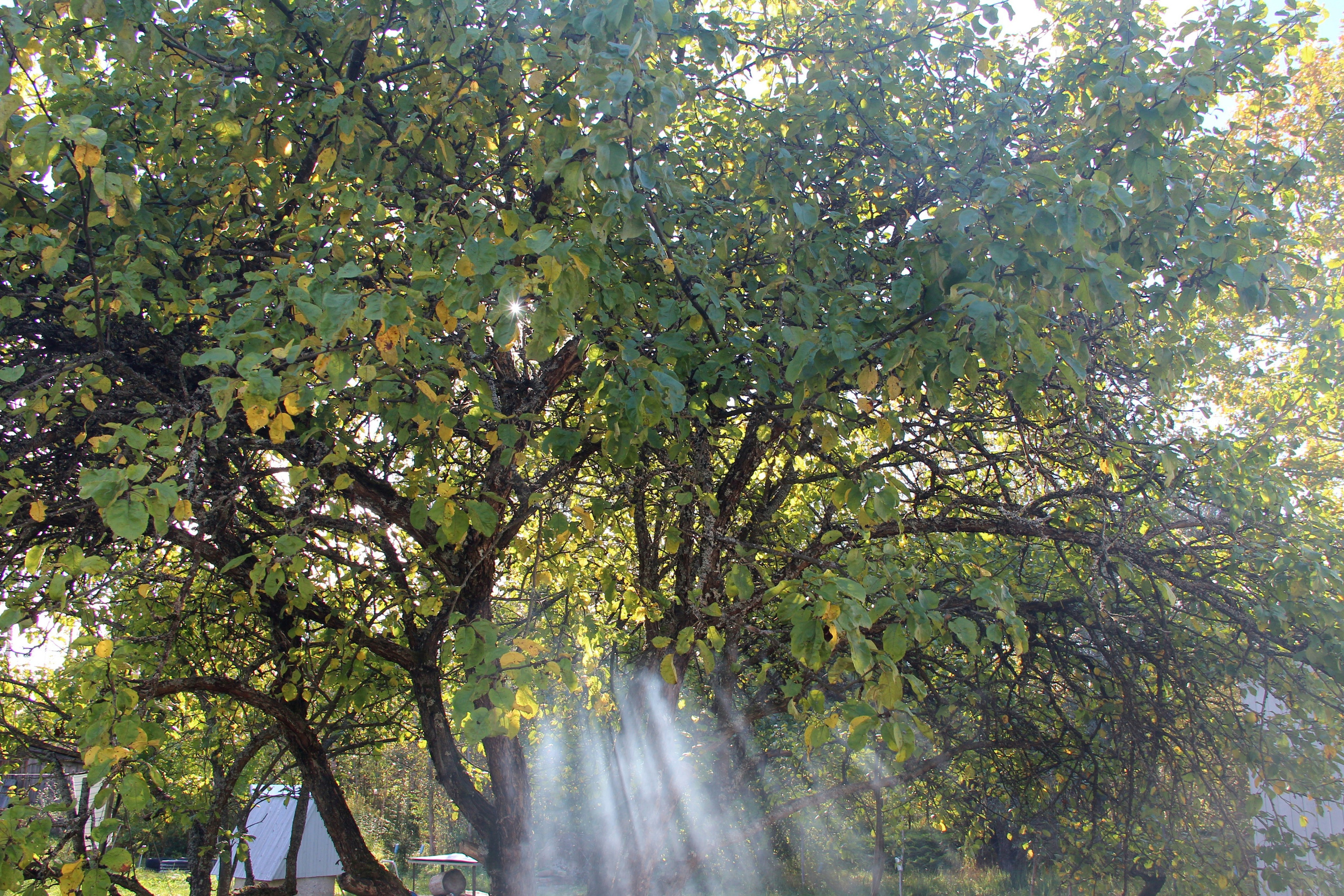 Природа. Растения. Фотограф в Санкт-Петербурге Александр Костюнин
