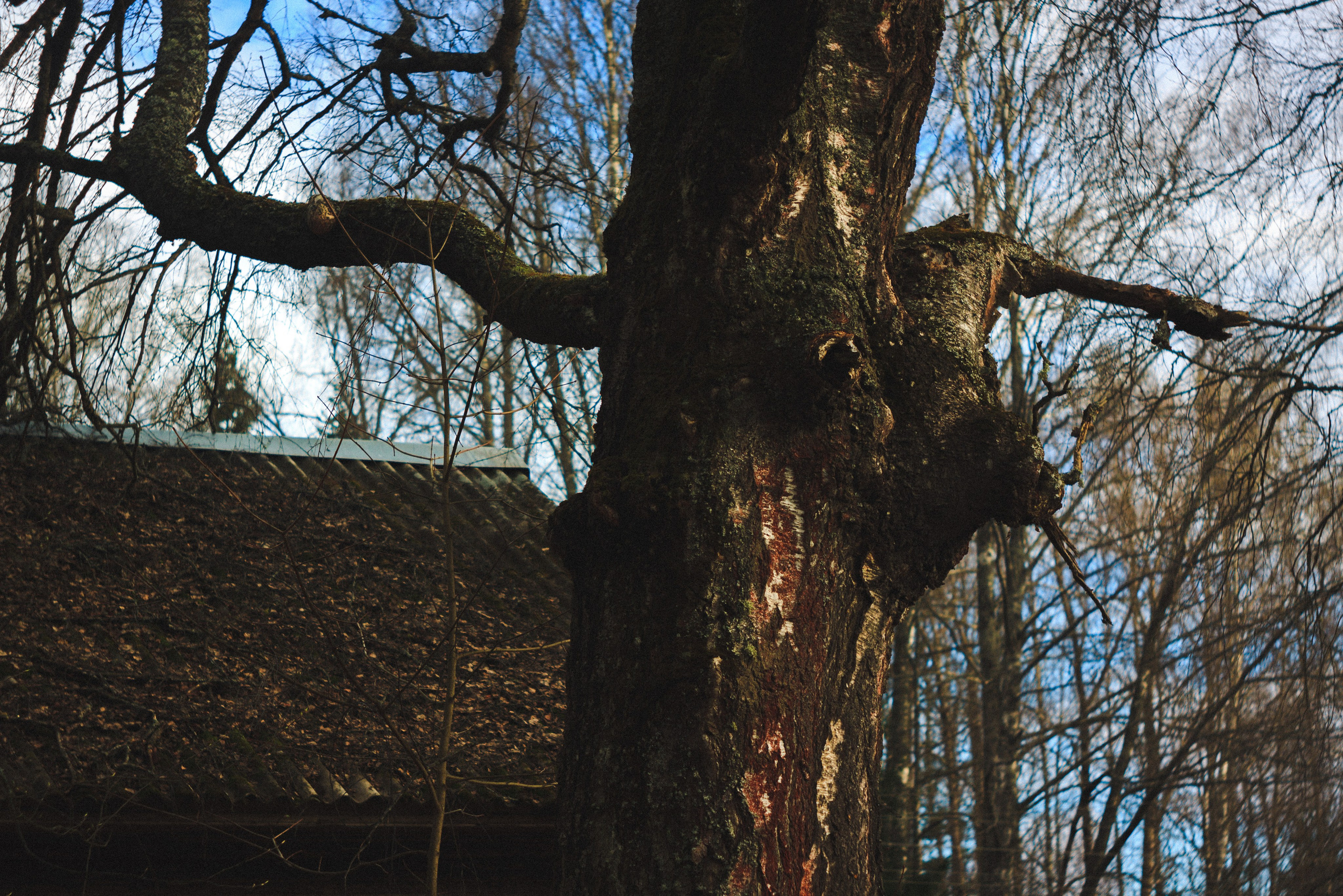 Деревня. Den Mirov — Photographer, Musician