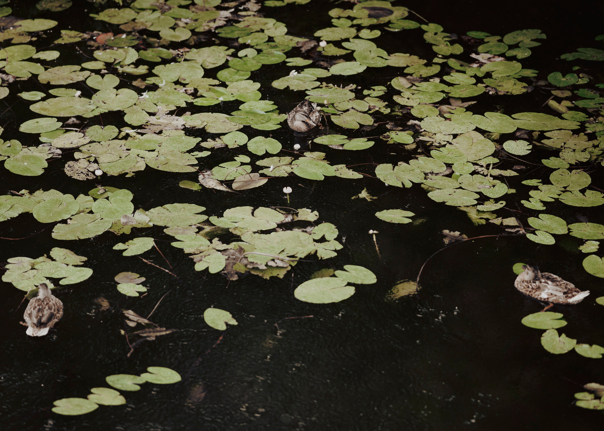 Рейн. Фотограф- анималист Александра Матвеева