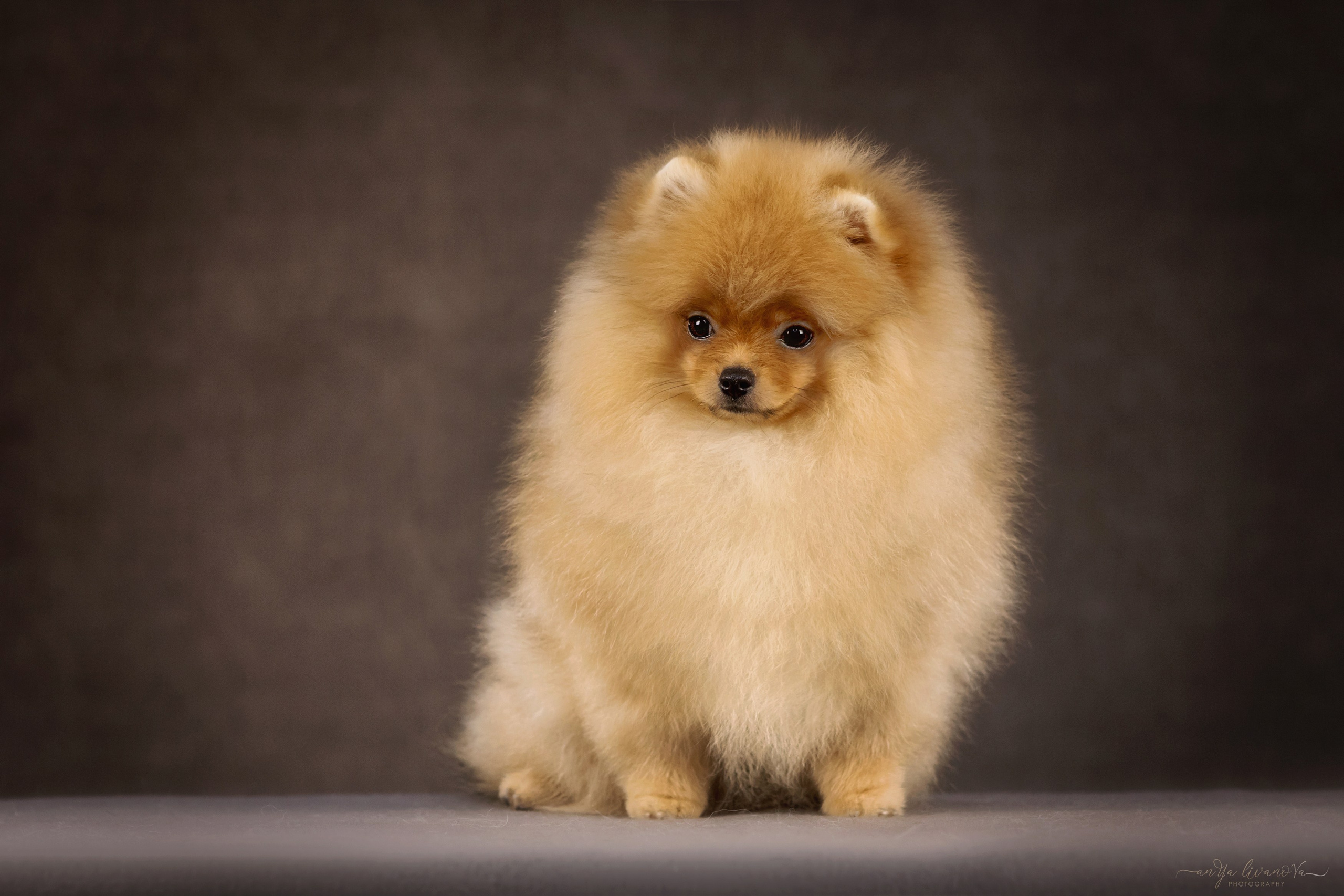 Шпицы. Фотограф анималист Аня Ливанова | Рыбинск