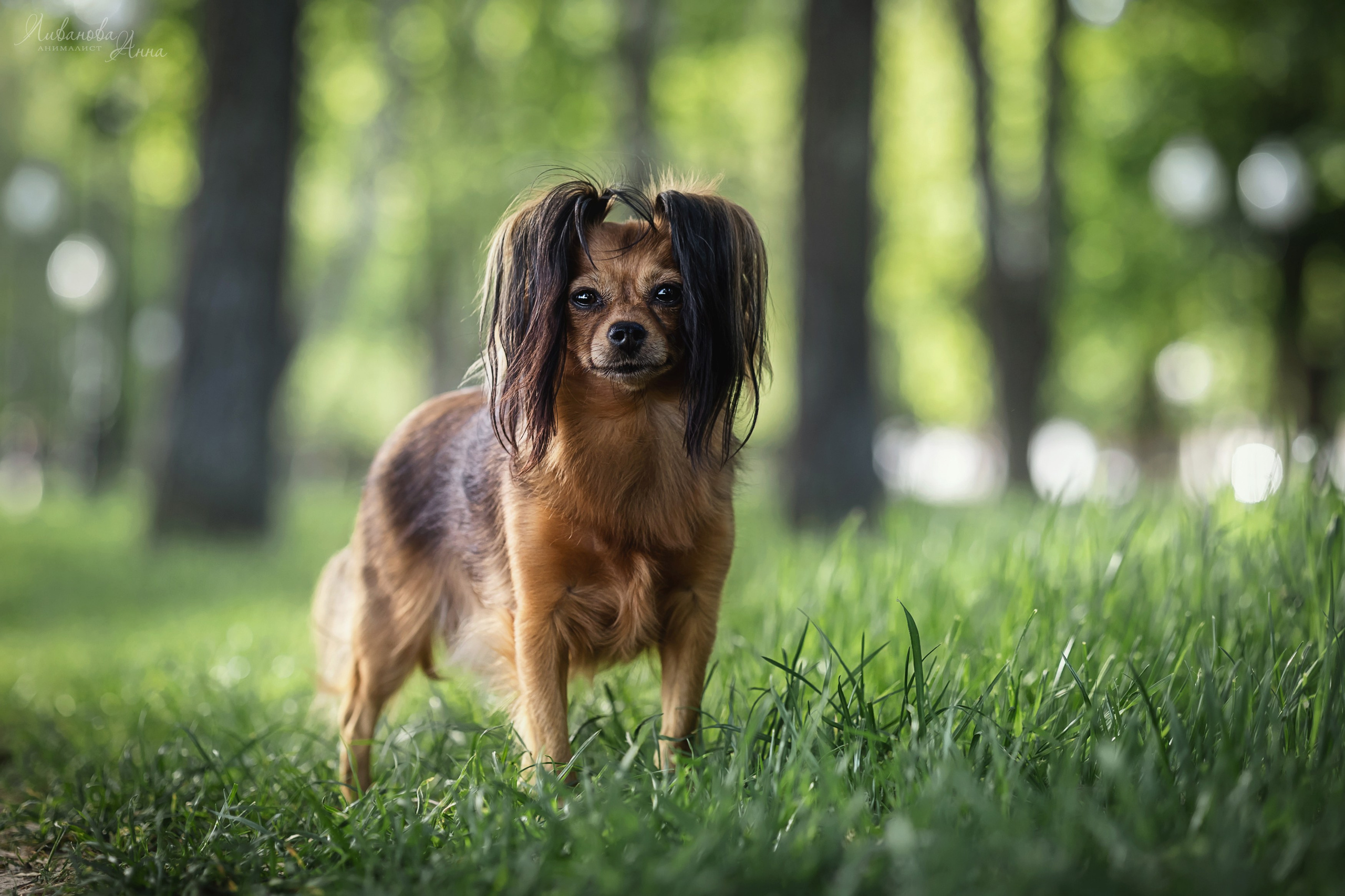 Лена и тойчики. Фотограф анималист Аня Ливанова | Рыбинск