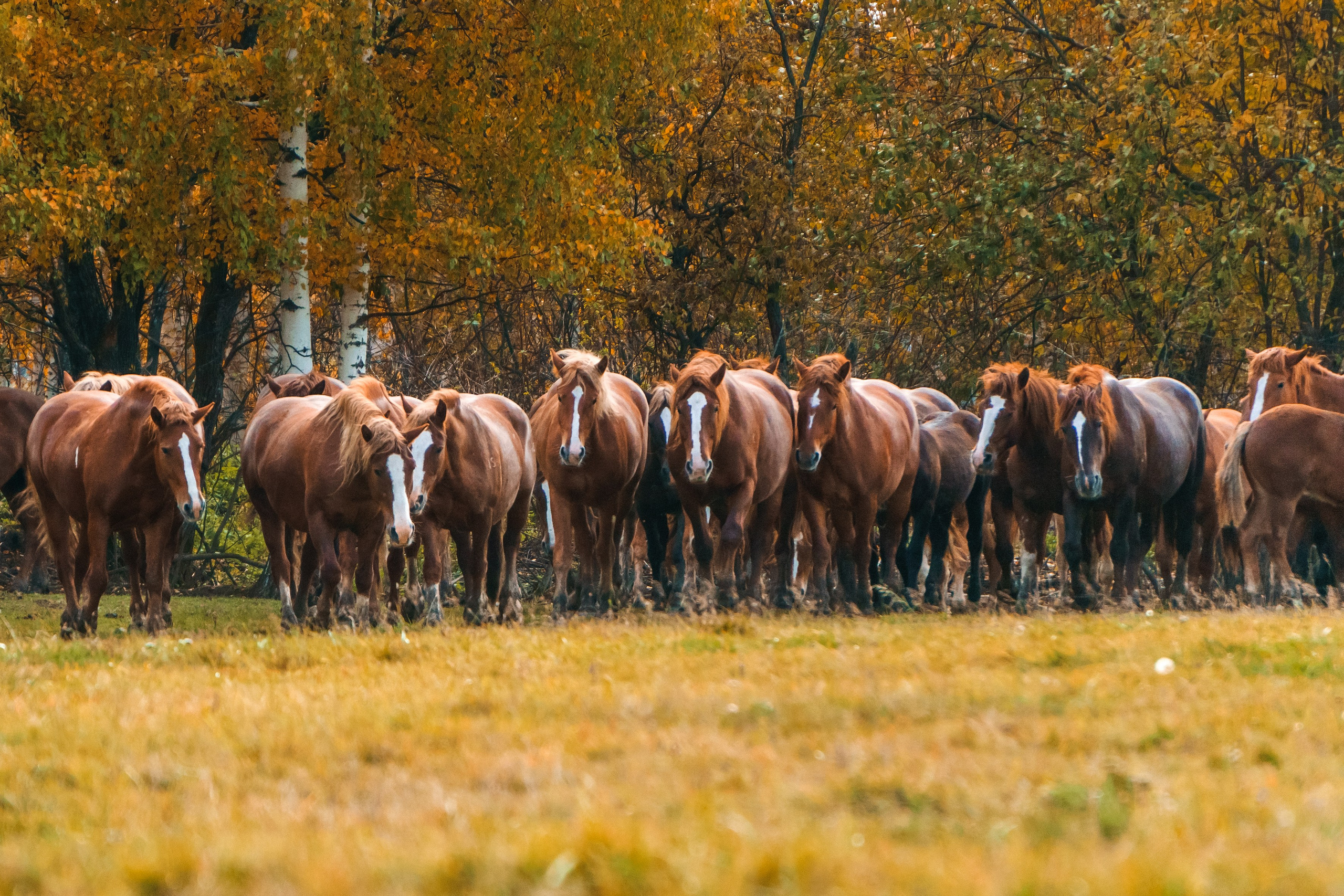 Life with horse. Saamill