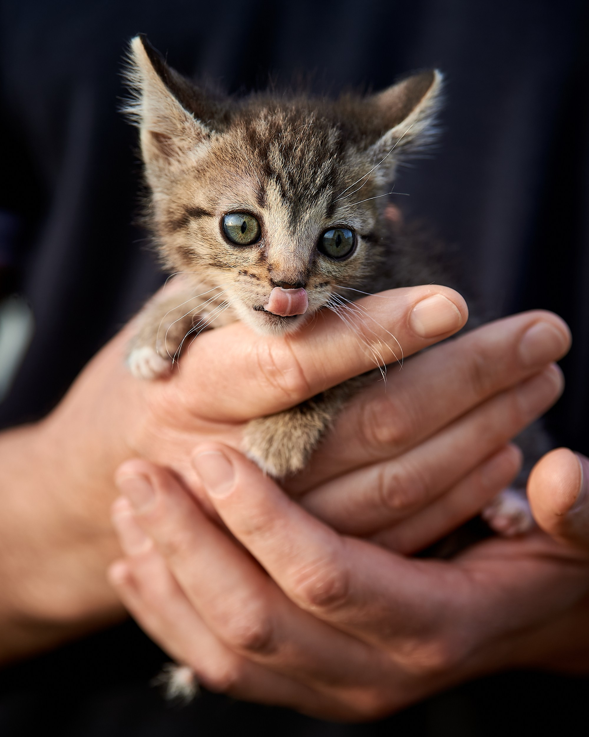 Фотосъемка животных