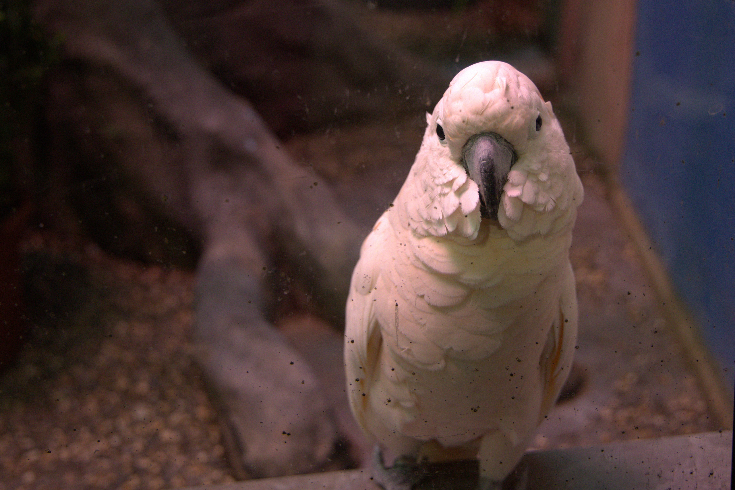 ЗООПАРК. ФОТОГРАФ В МОСКВЕ СТАНИСЛАВ КОБЗЕВ