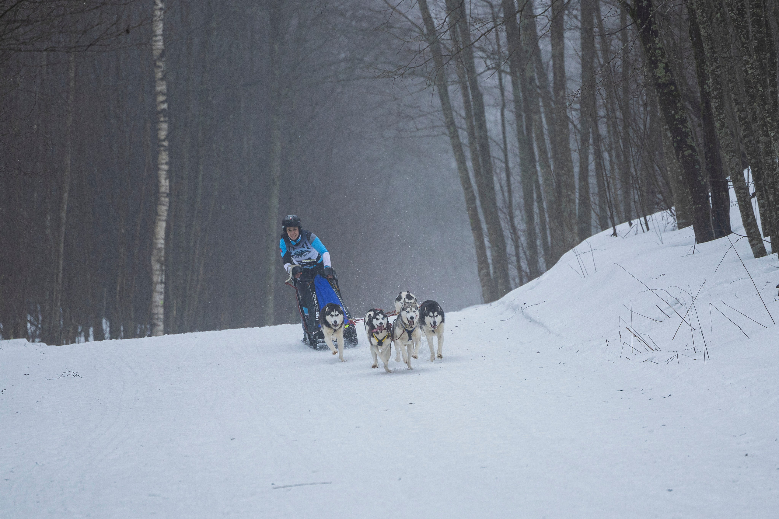 Зимний Чемпионат Санкт-Петербурга по ездовому спорту. Фотограф-анималист Анна Маринич