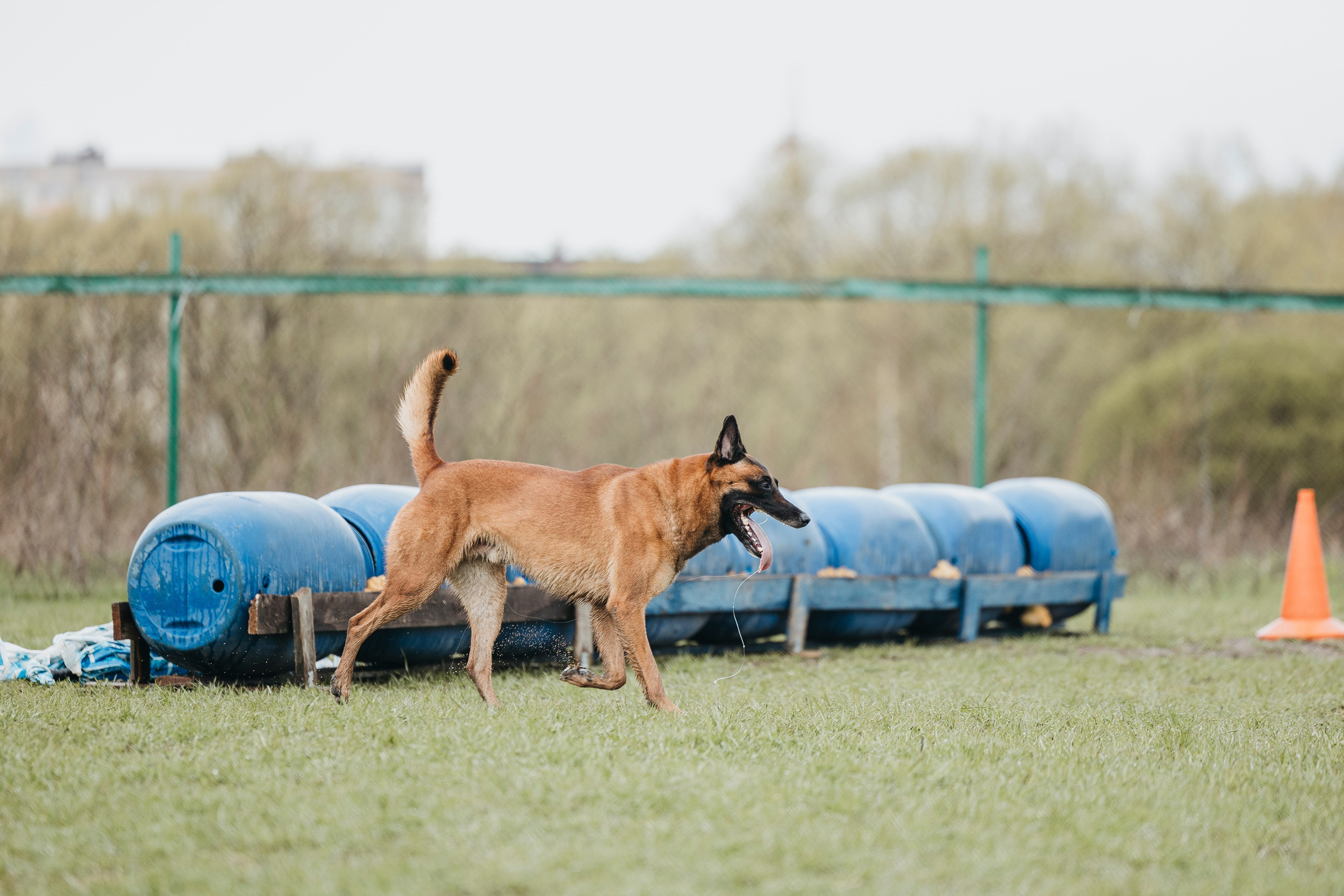09.05.25 Вологда соревнования. Фотограф-анималист Анна Маринич