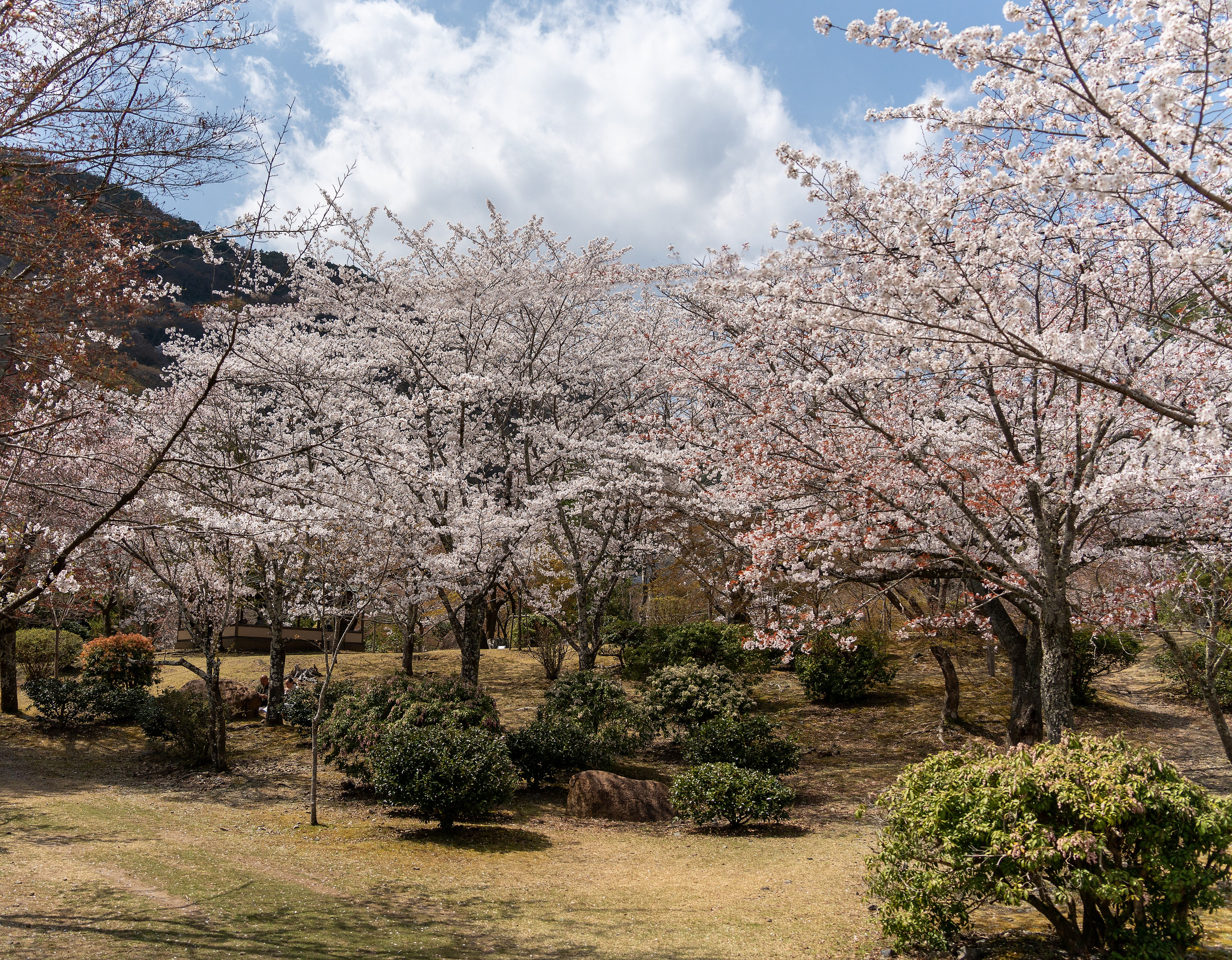 Япония, сакура. Творческие сьемки