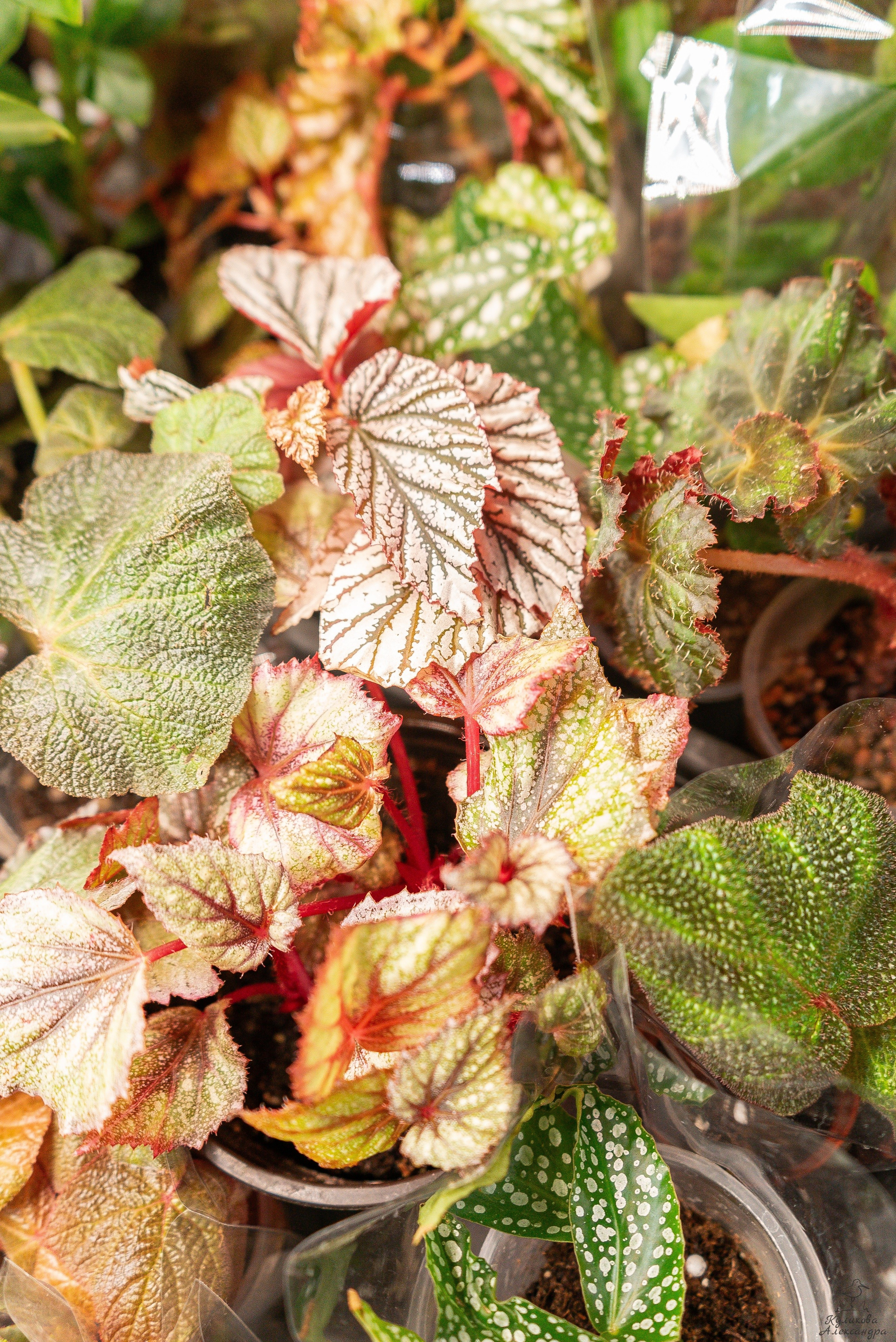 Гроубокс Артплей апрель. Александра Куликова фотограф, Москва