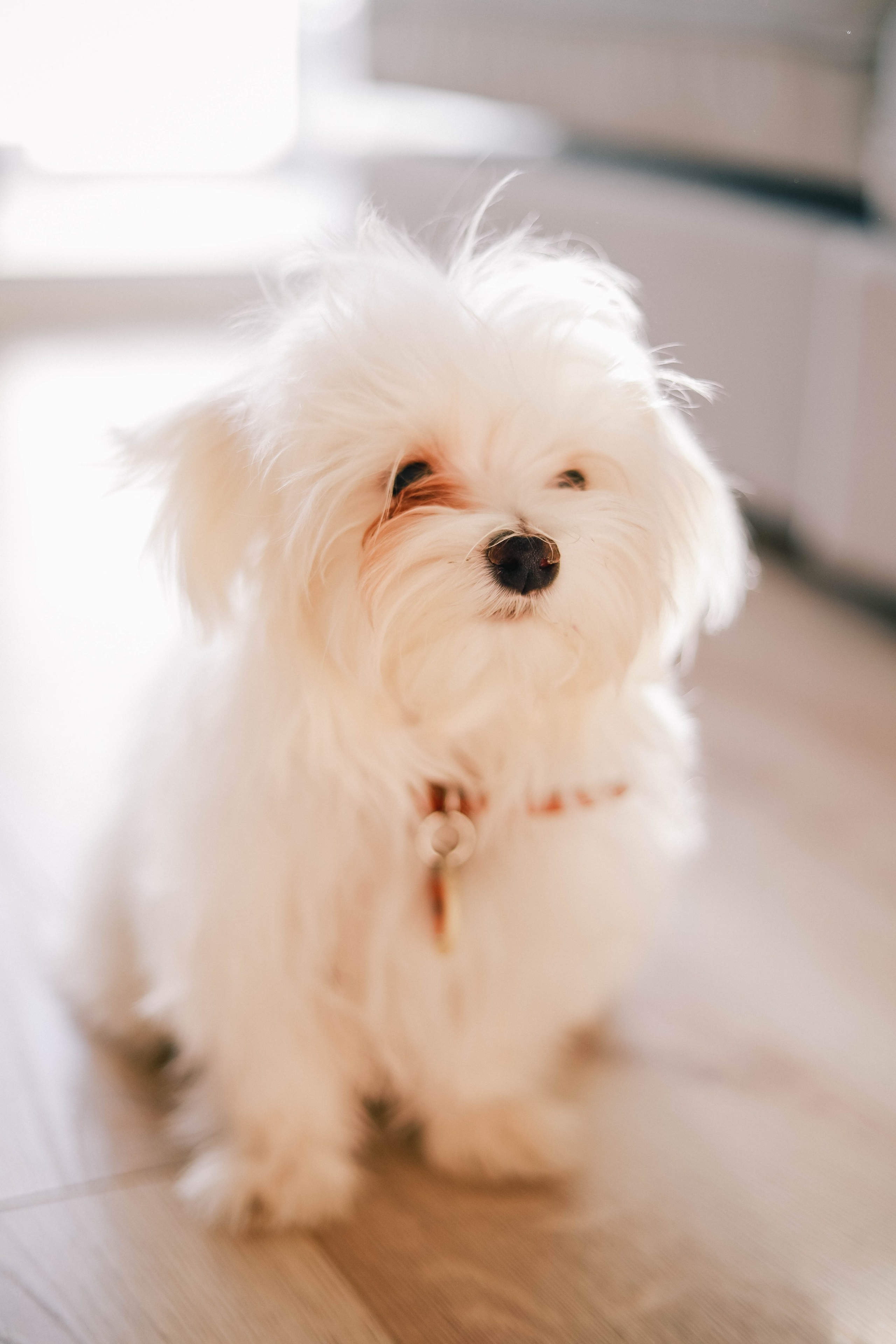 Луиза домашняя фотосессия. Женский/Детский фотограф в Симферополе Вероника Слепогина