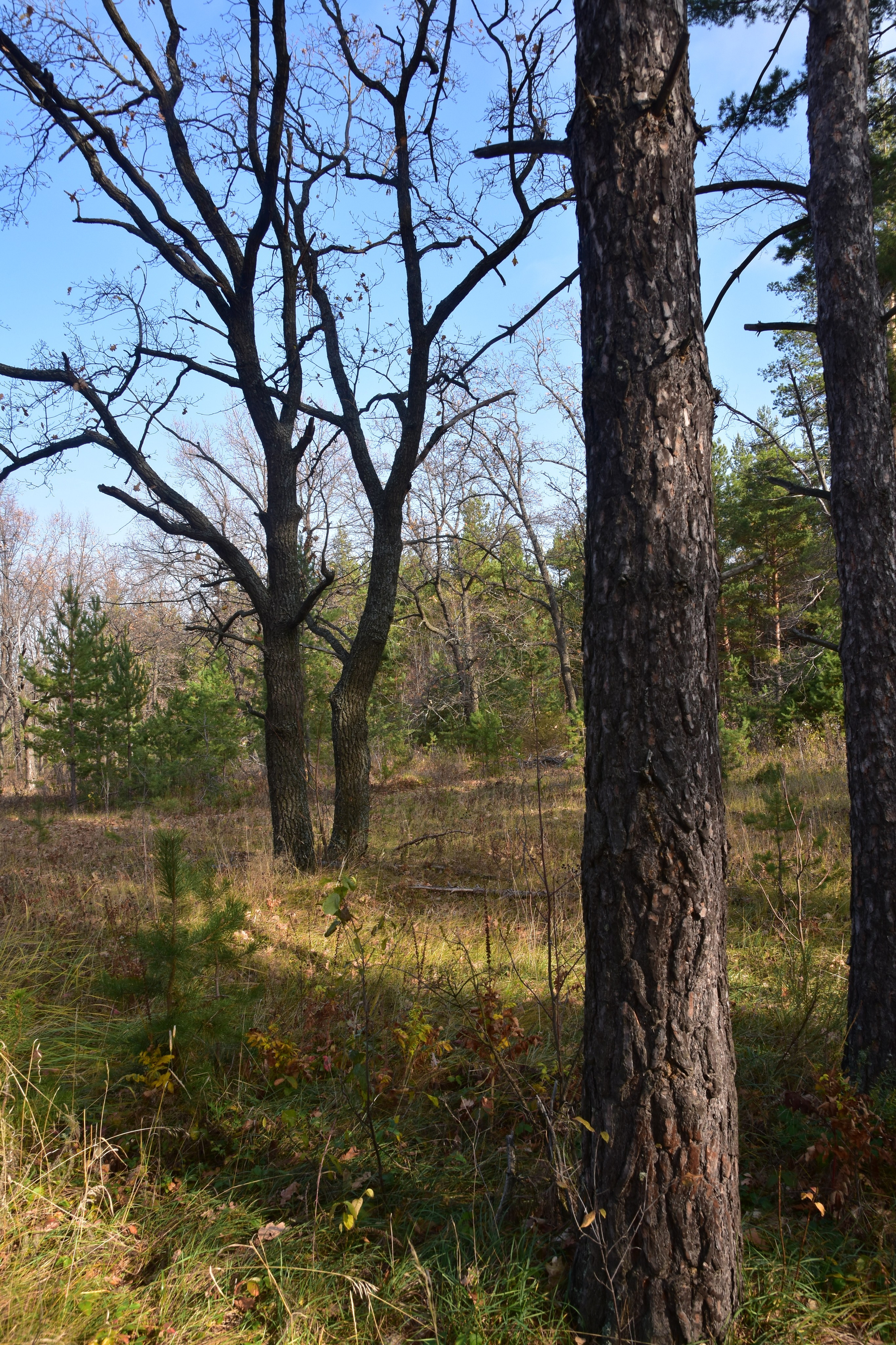 Все что тронуло, миниатюры. Созерцатель. фотографирую что тронуло и впечатлило. самарская область
