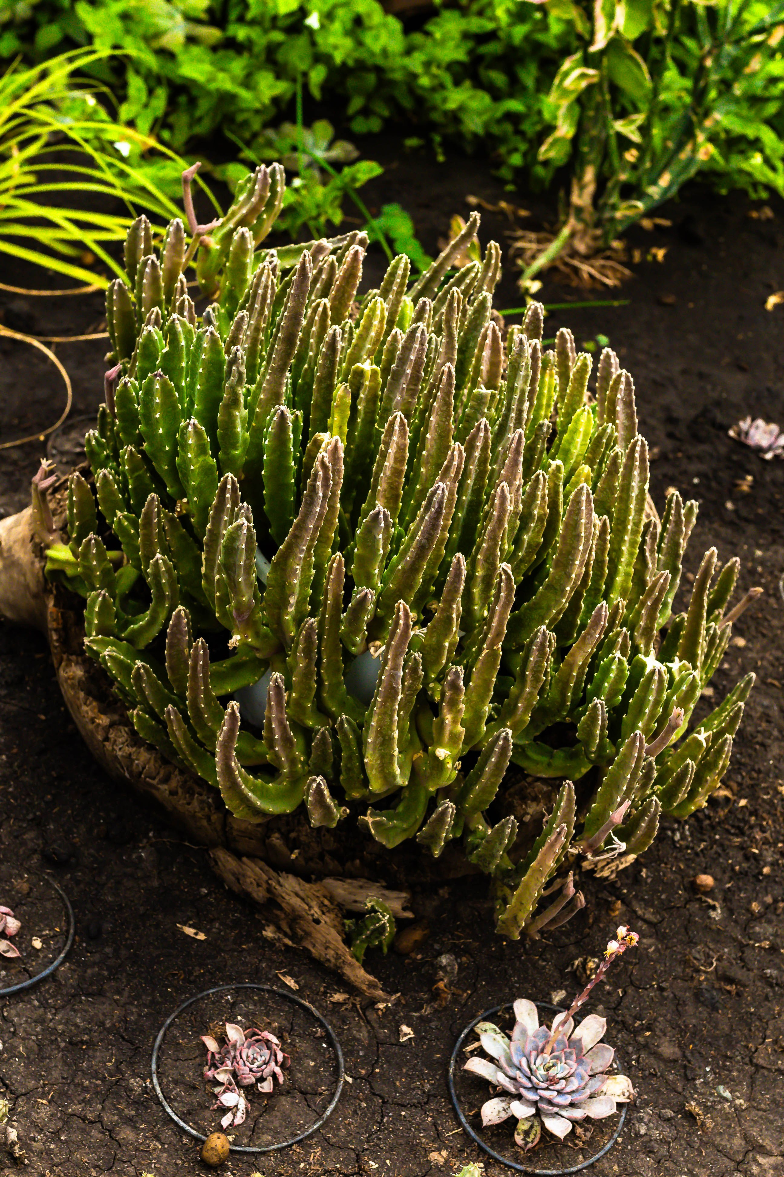 Фотографии природы Липецка. Свадебный и семейный фотограф Виолетта в Липецке