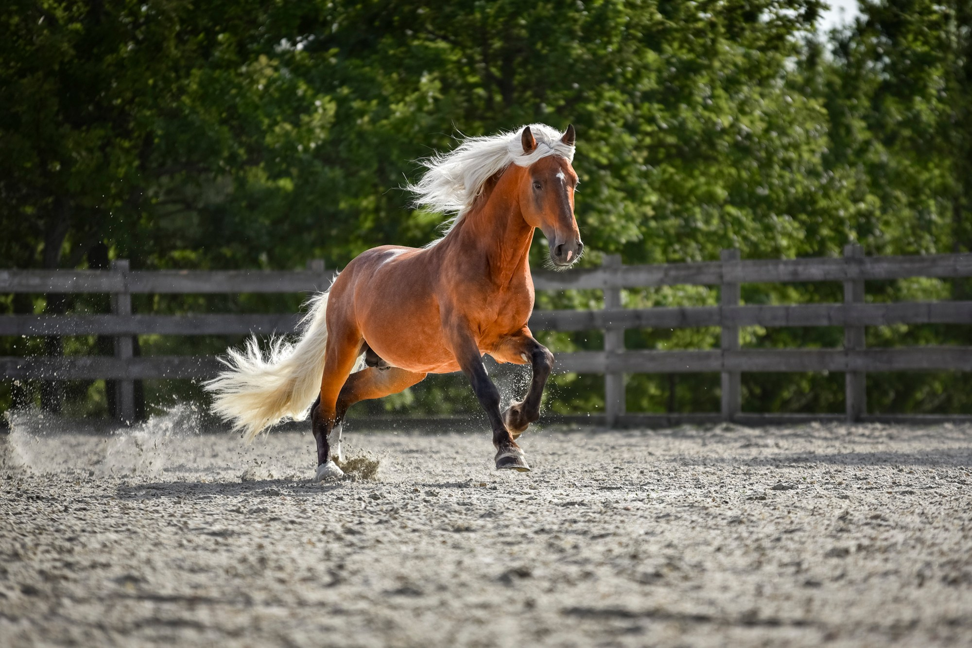 Лошади на свободе, съемка лошадей, экстерьерная съемка, фотосессия