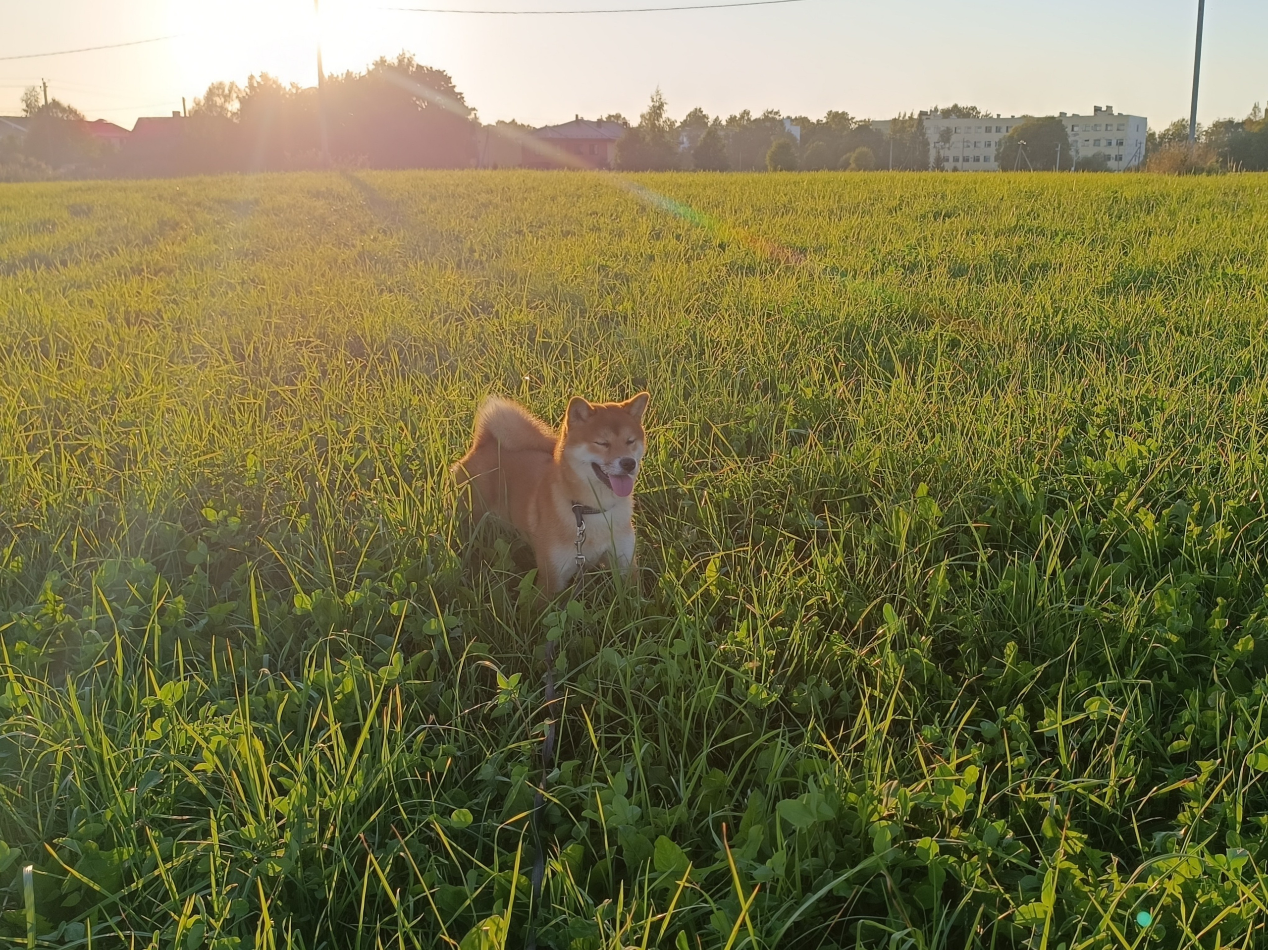 Сиба Rubylight Ellis питомник Рубилайт