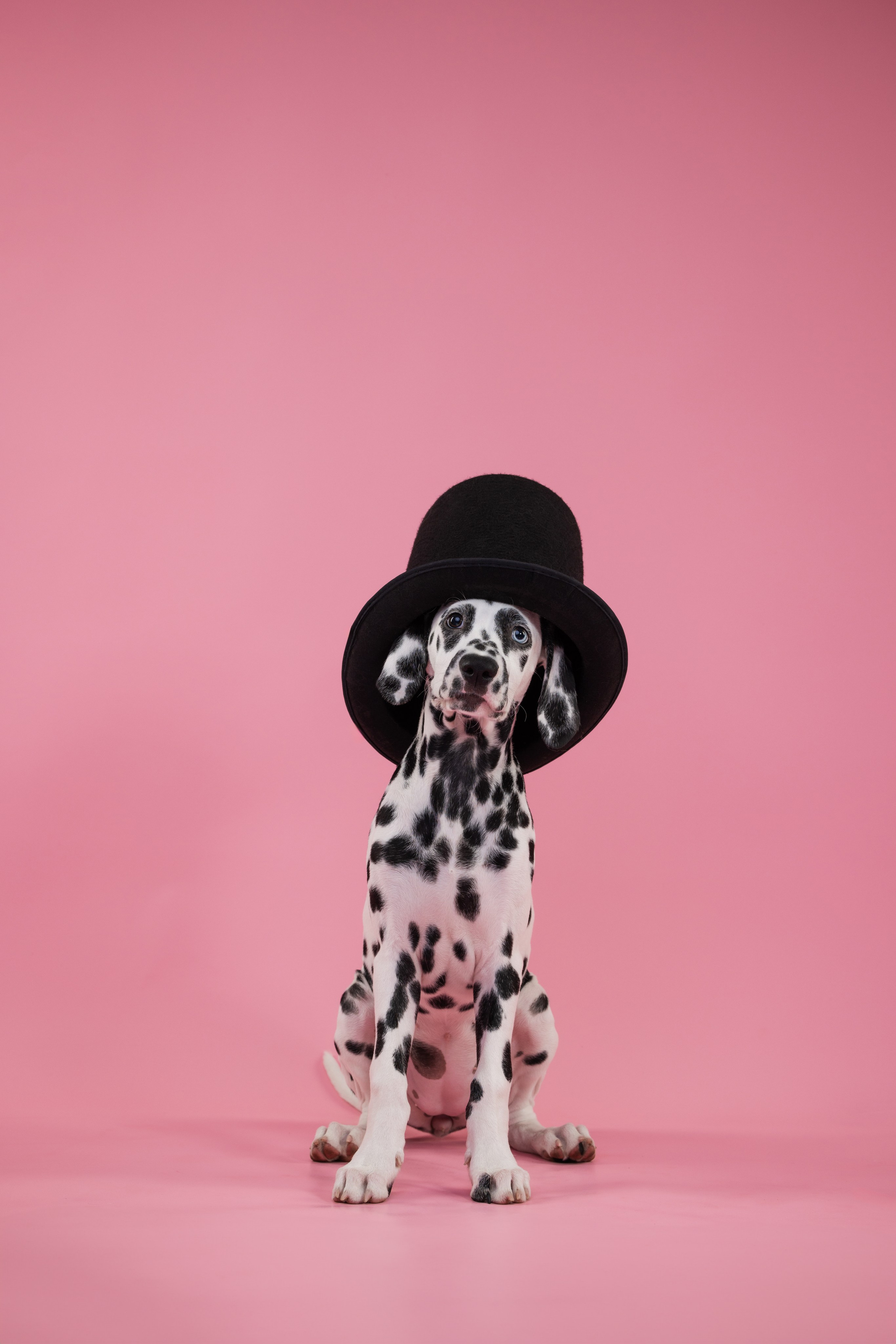 Далматин Одри. Фотограф анималист Осипчикова Мария