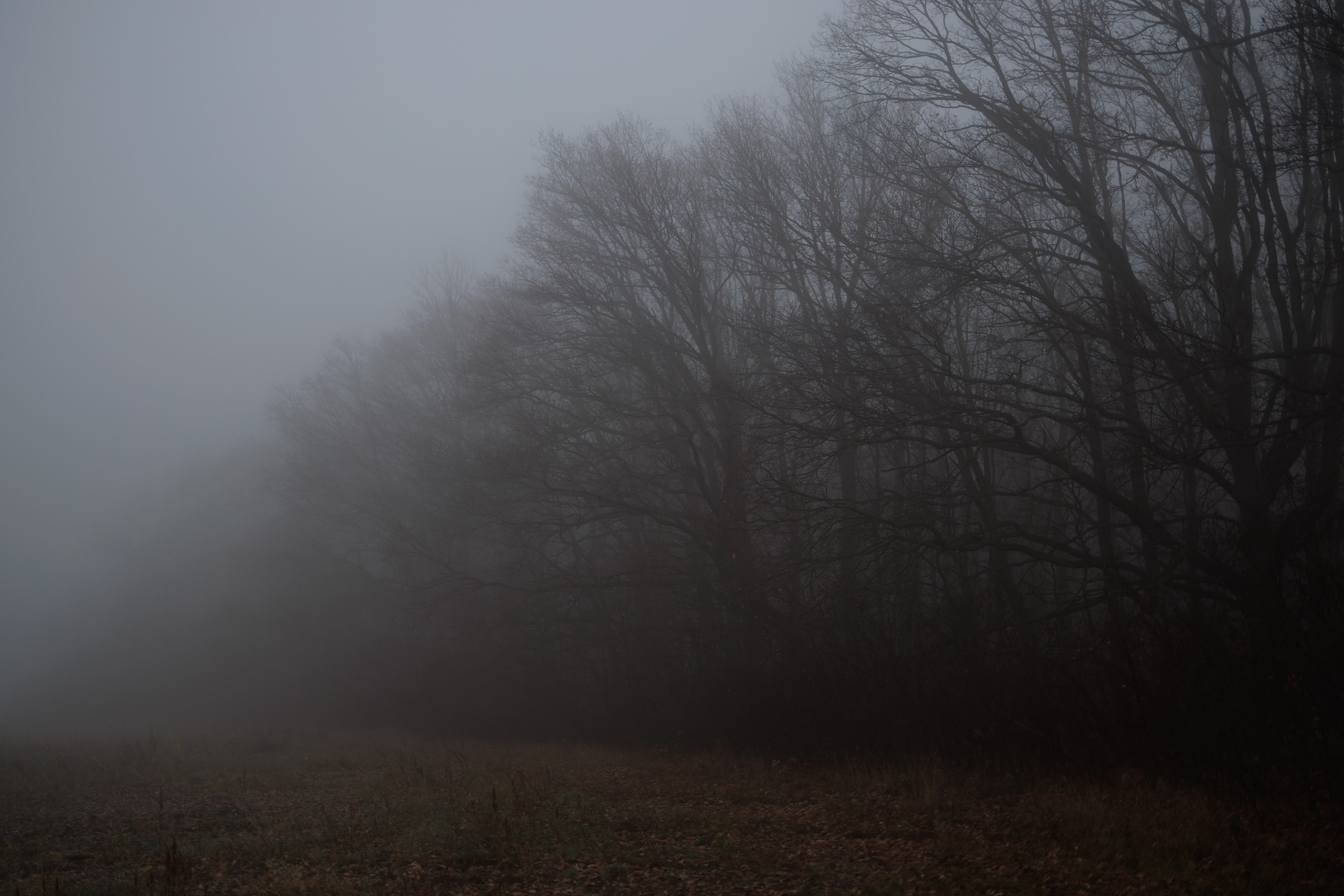 В туманном лесу. Семейный фотограф в Белгороде