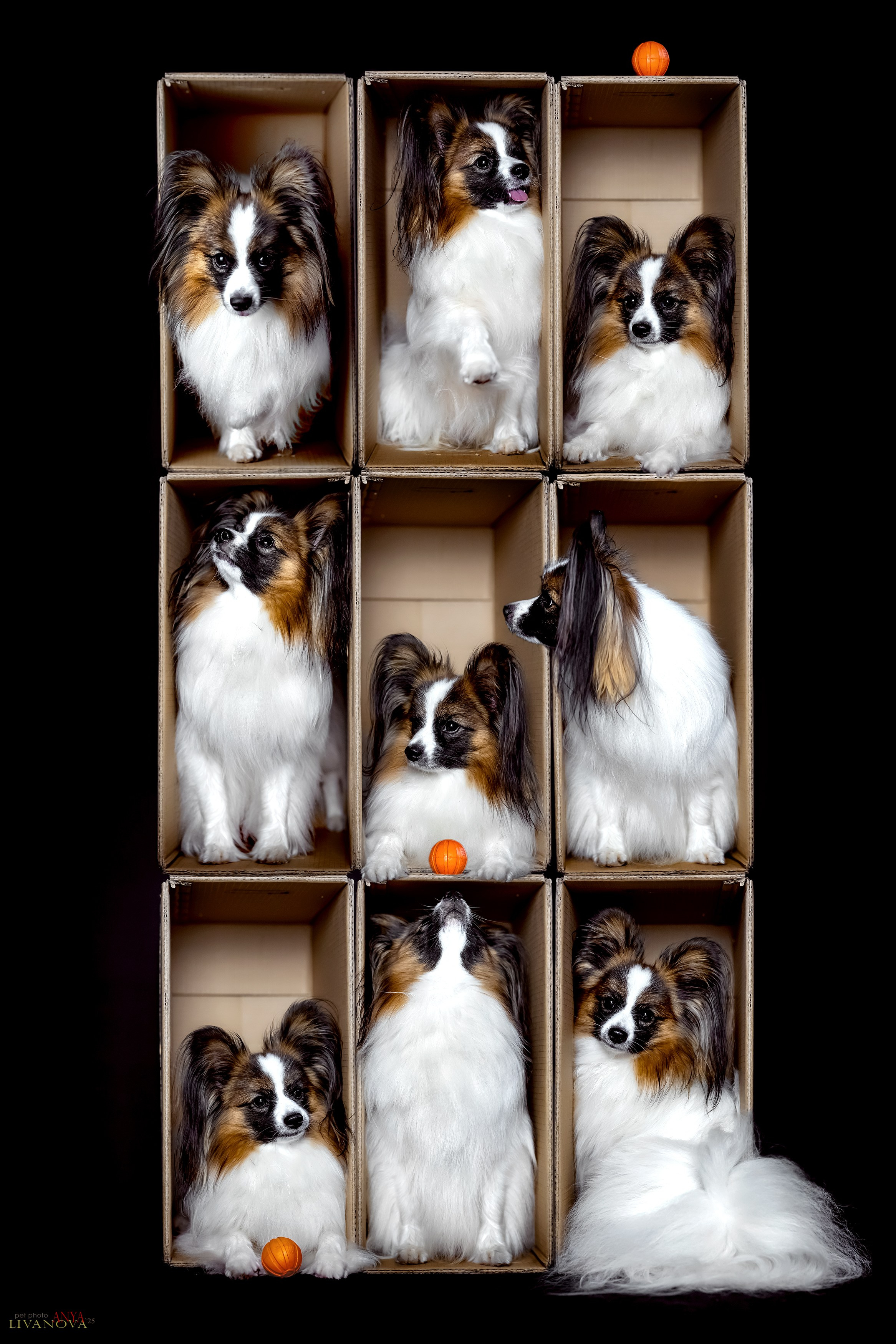 Коробки. Фотограф анималист Аня Ливанова | Рыбинск