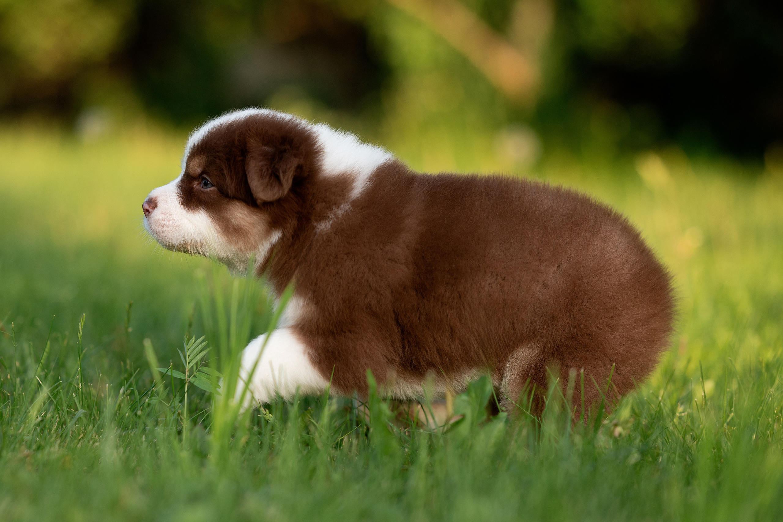 Заводчик Елизавета Степанова. Творческий фотограф Вологда