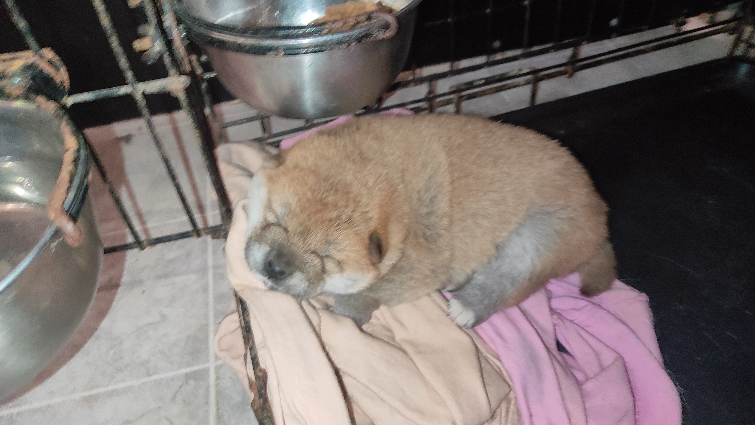 сиба питомник Рубилайт щенки на продажу rubylight  сиба щенки купить СПб Санкт-Петербург 