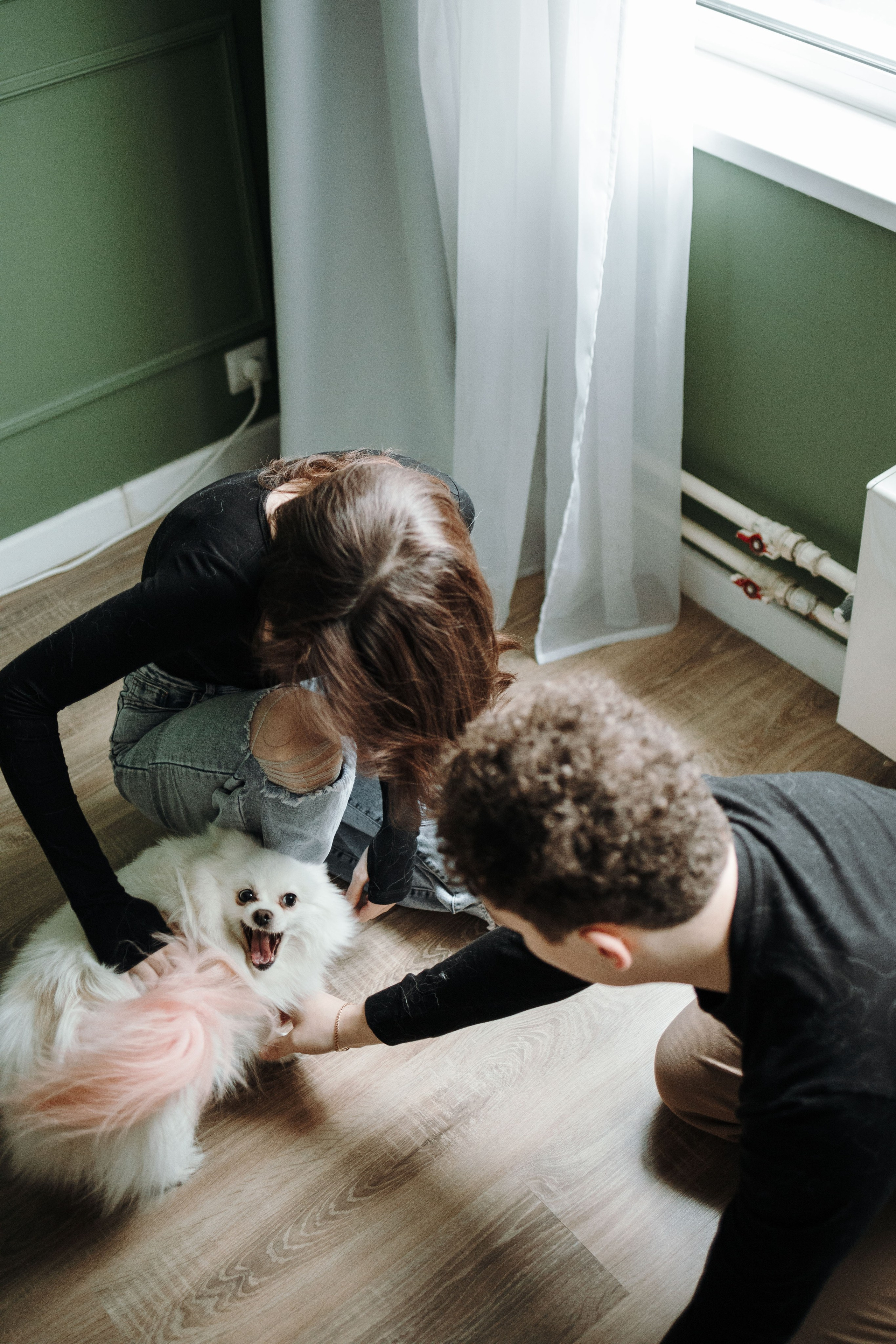 Шпиц Мася и ее семья