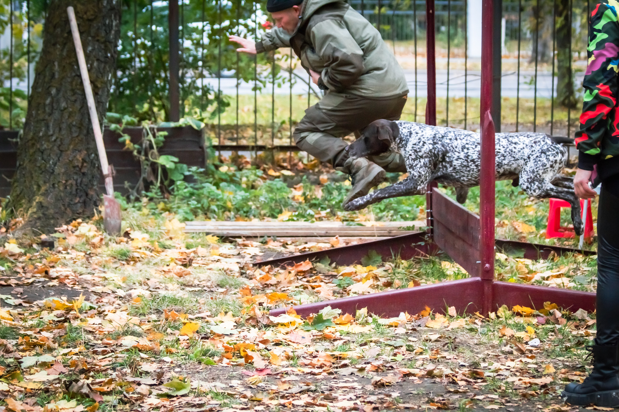 Костюмированный парад собак. Фотограф анималист — Тула, Москва