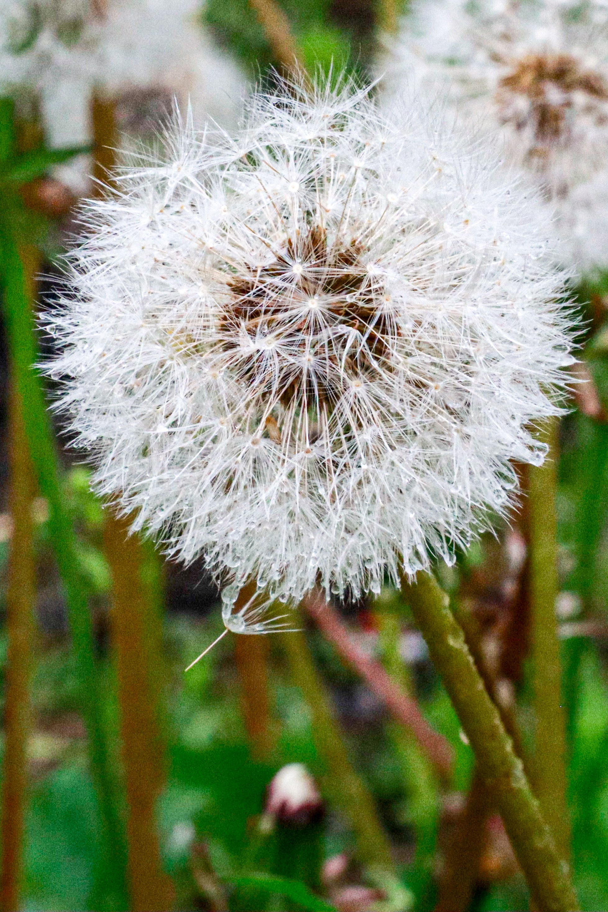 Природа. Фотограф в Южно-Сахалинске Гусаков Евгений