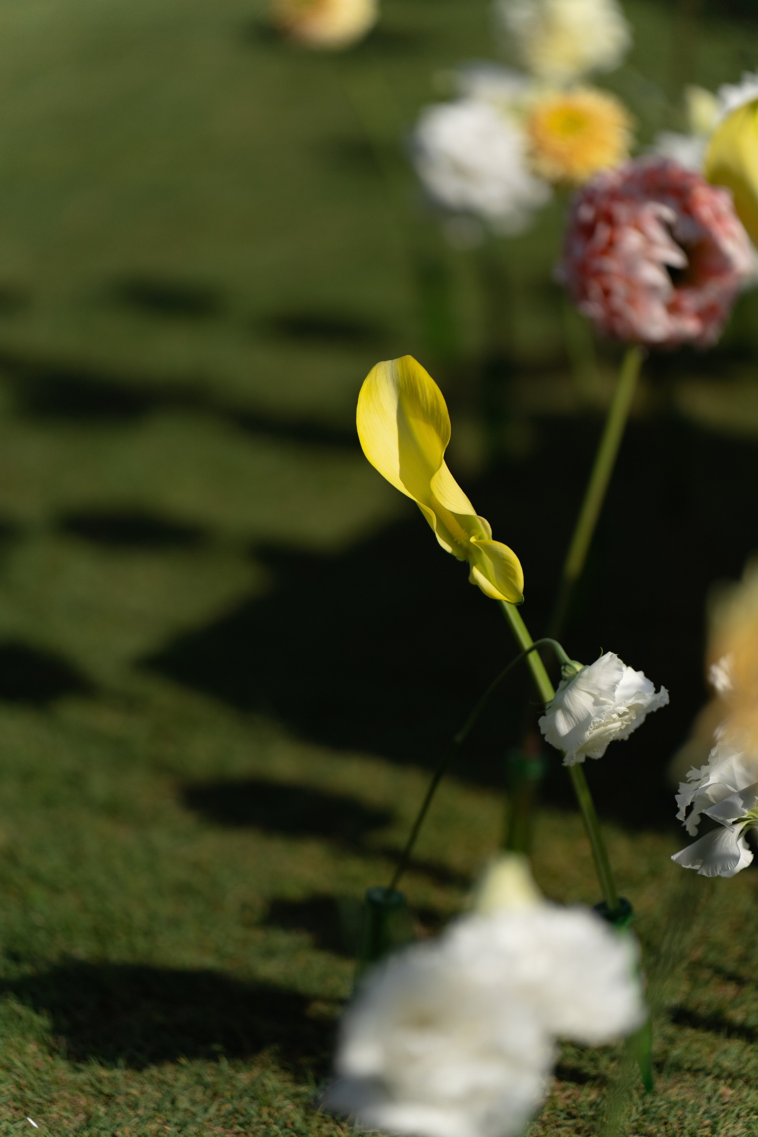 Сергей и Александра (Геленджик Гольф-Резорт). Карпенко Марина свадебный и семейный фотограф Анапа, Краснодар, Геленджик, Сочи, Темрюк