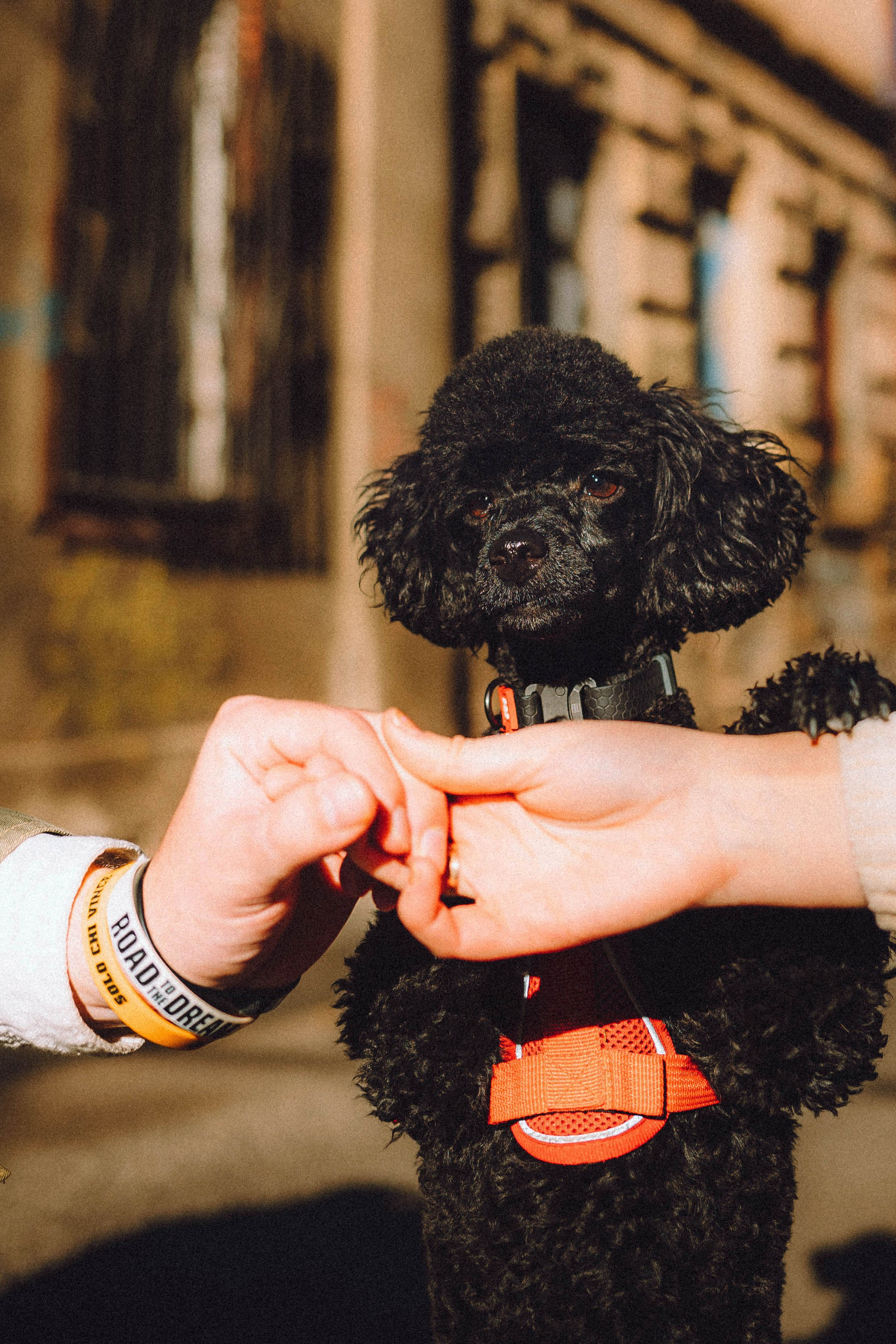 Игнат, Даша и Бэтти