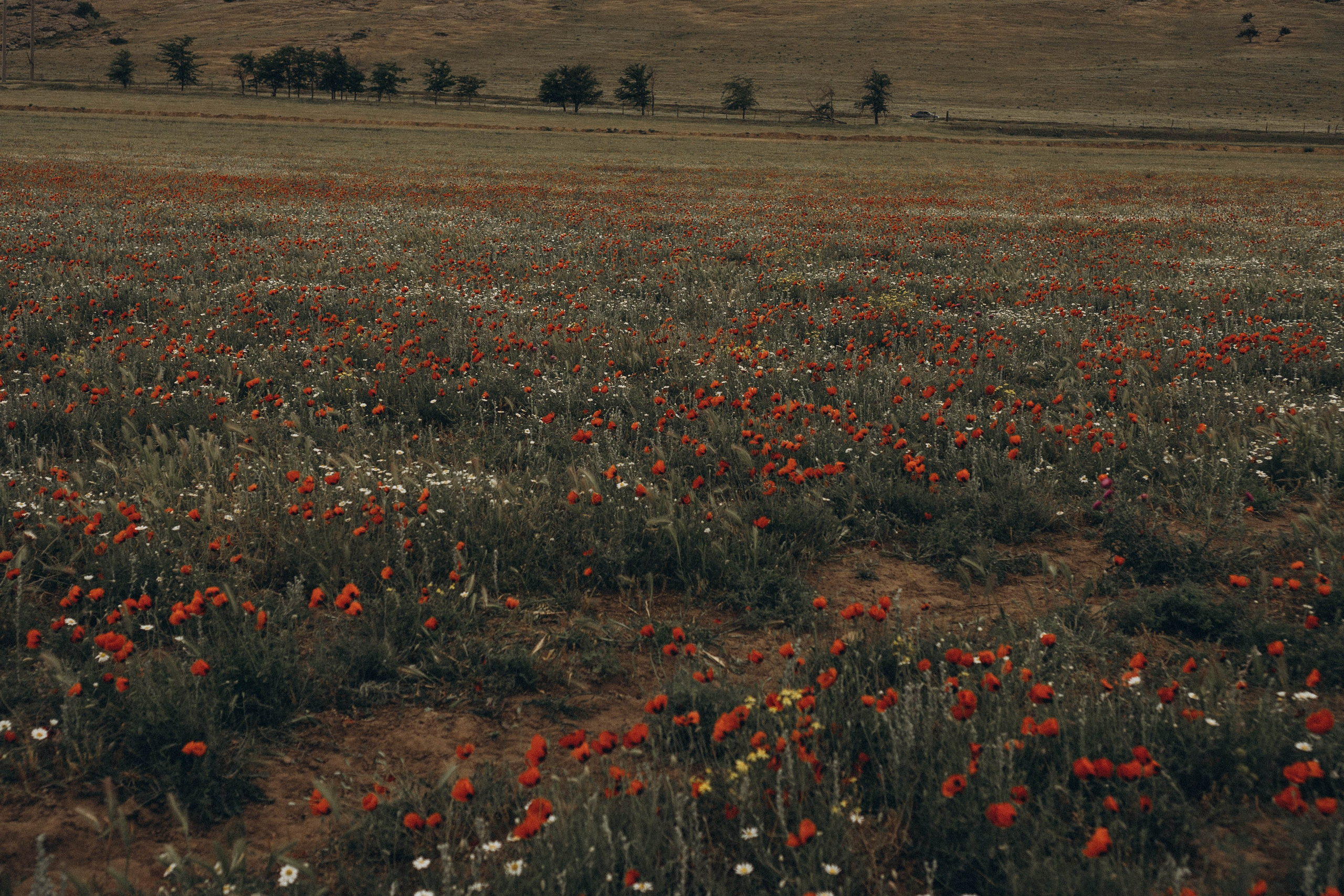 Путешествие в Дагестане. Профессиональный фотограф, Санкт-Петербург — Виктория Богомолова