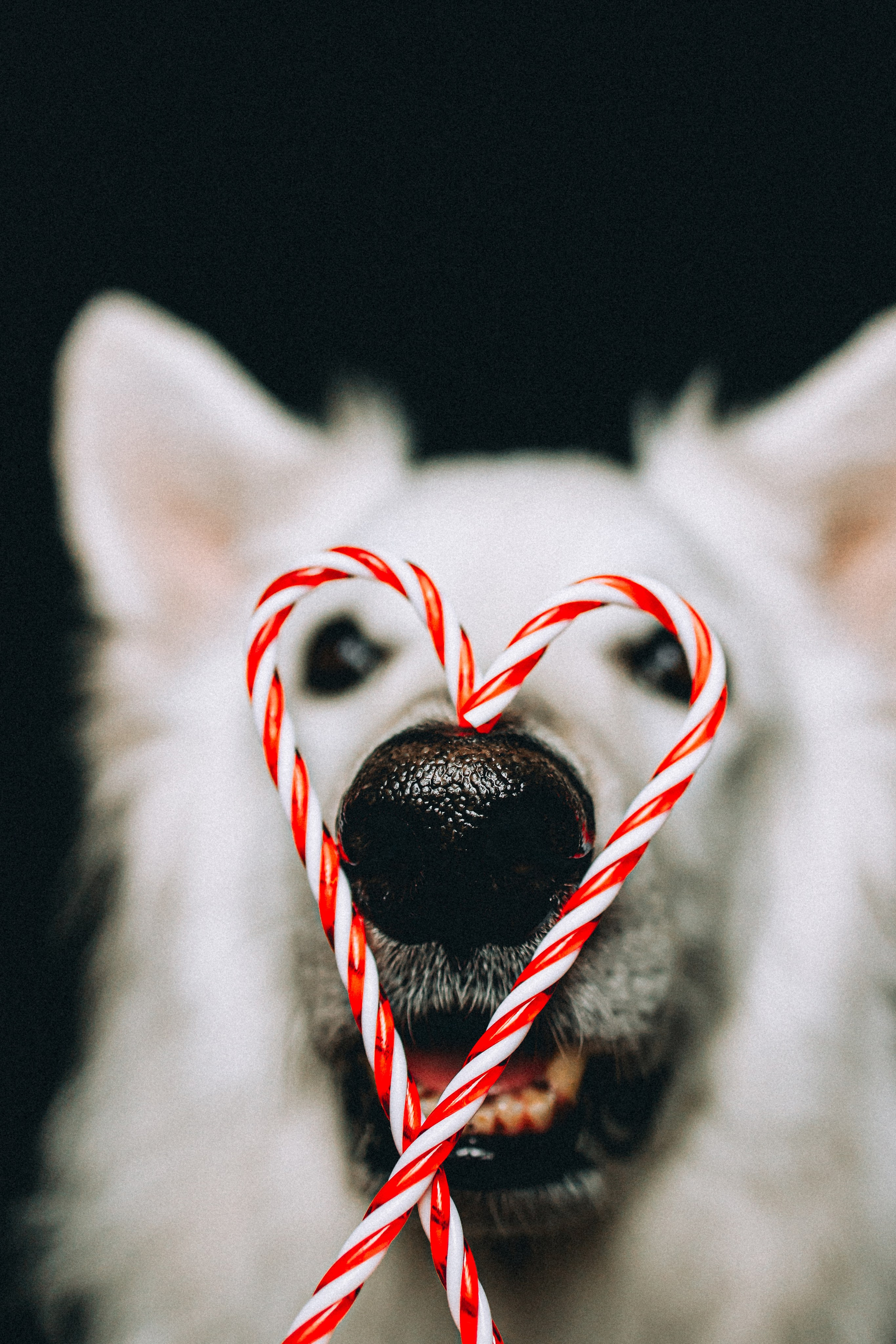 Джек, Бет и Кову