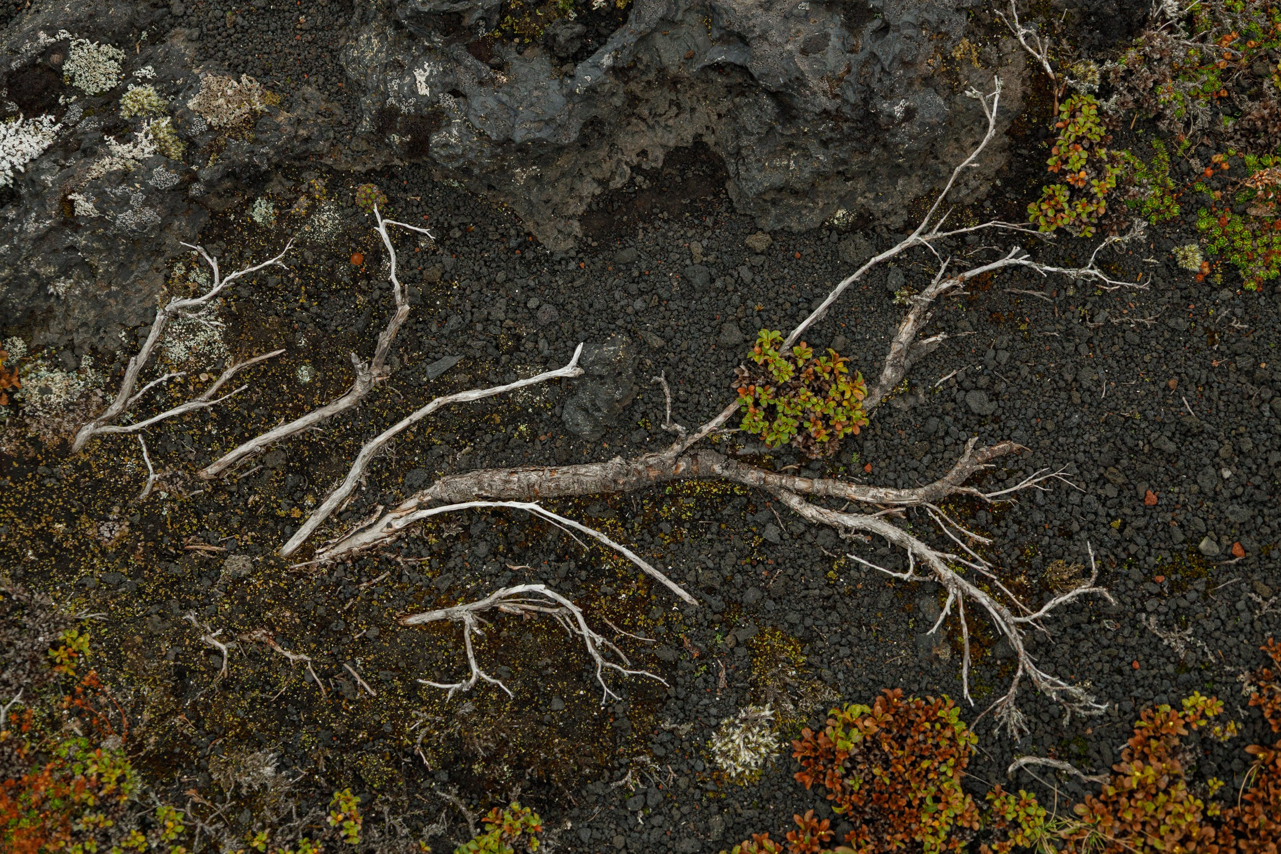 Календарь на 2026 год. Фотохудожник Андрей Лагунов