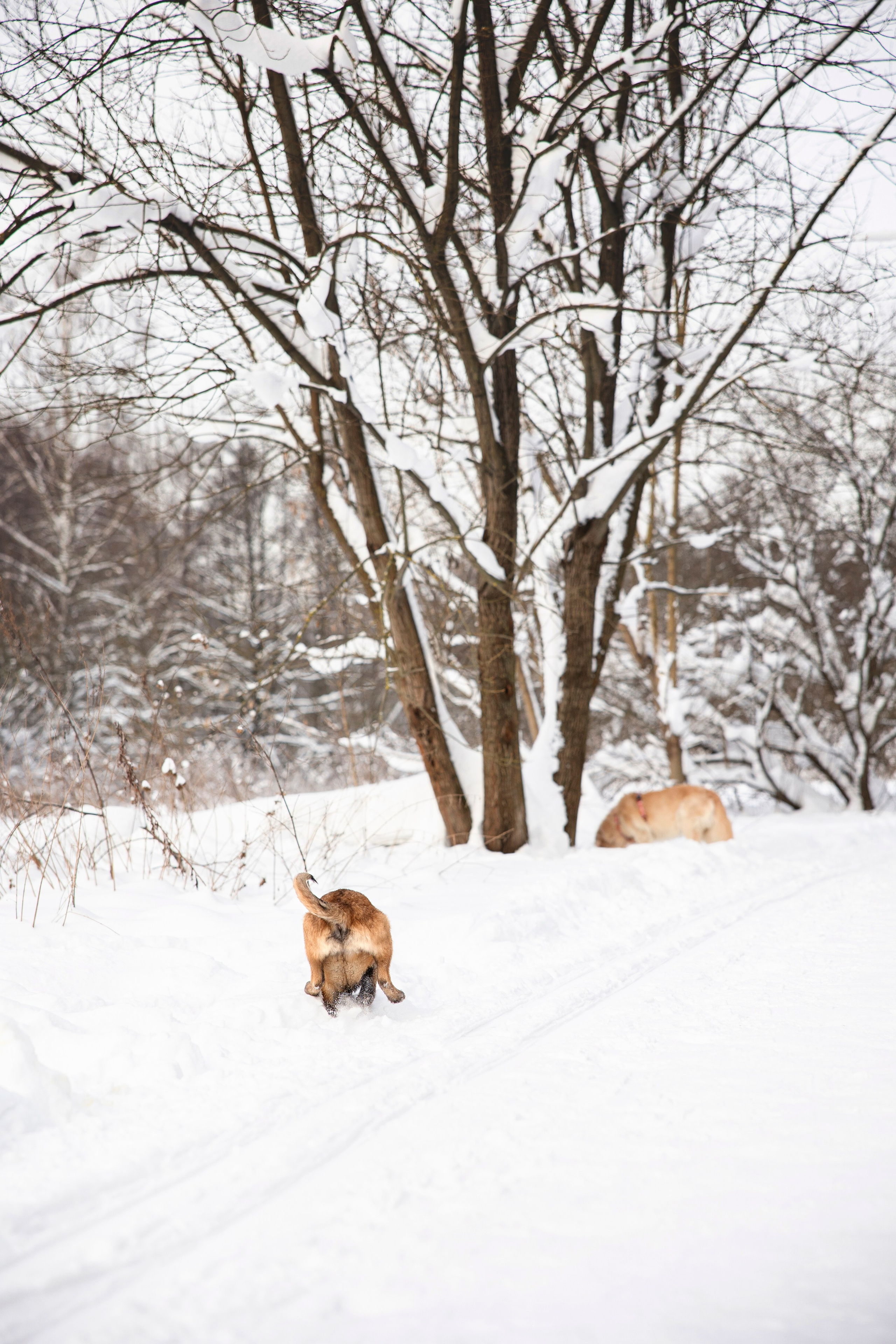 Бэлла и Панда. Анастасия Белаш