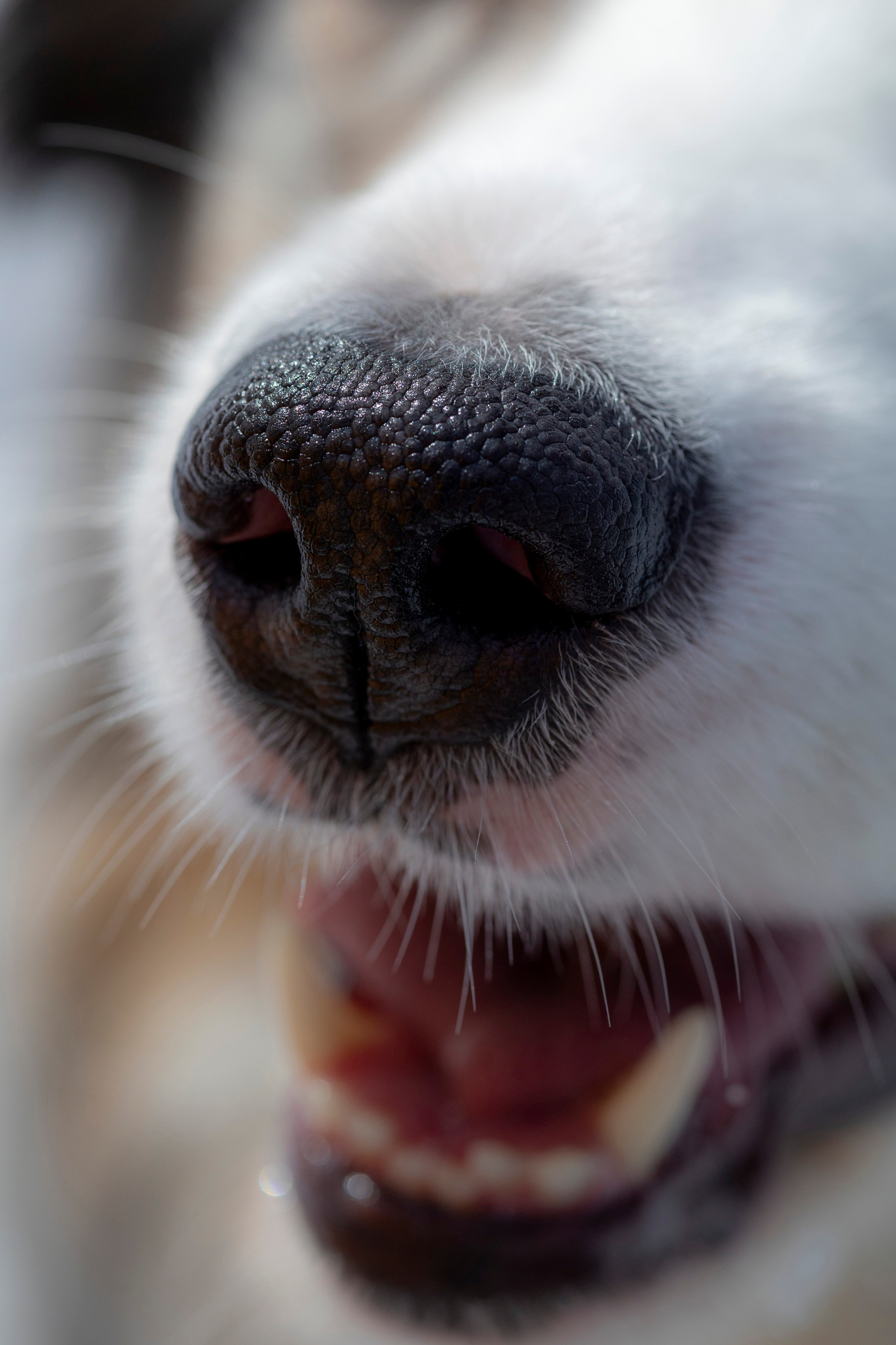 Съемка с собакой. Анастасия Белаш