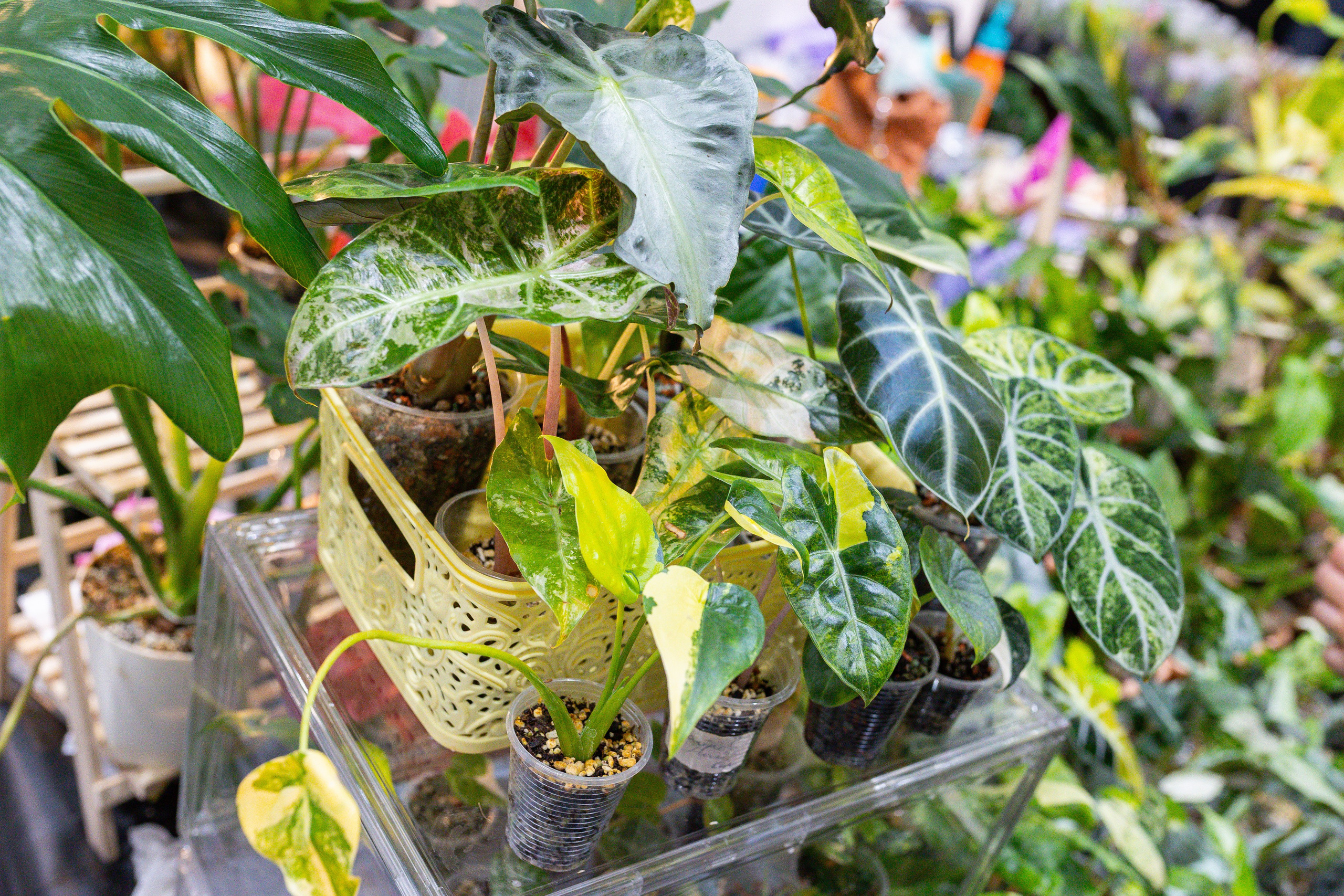 Монстериум 11–12 октября. Александра Куликова фотограф, Москва