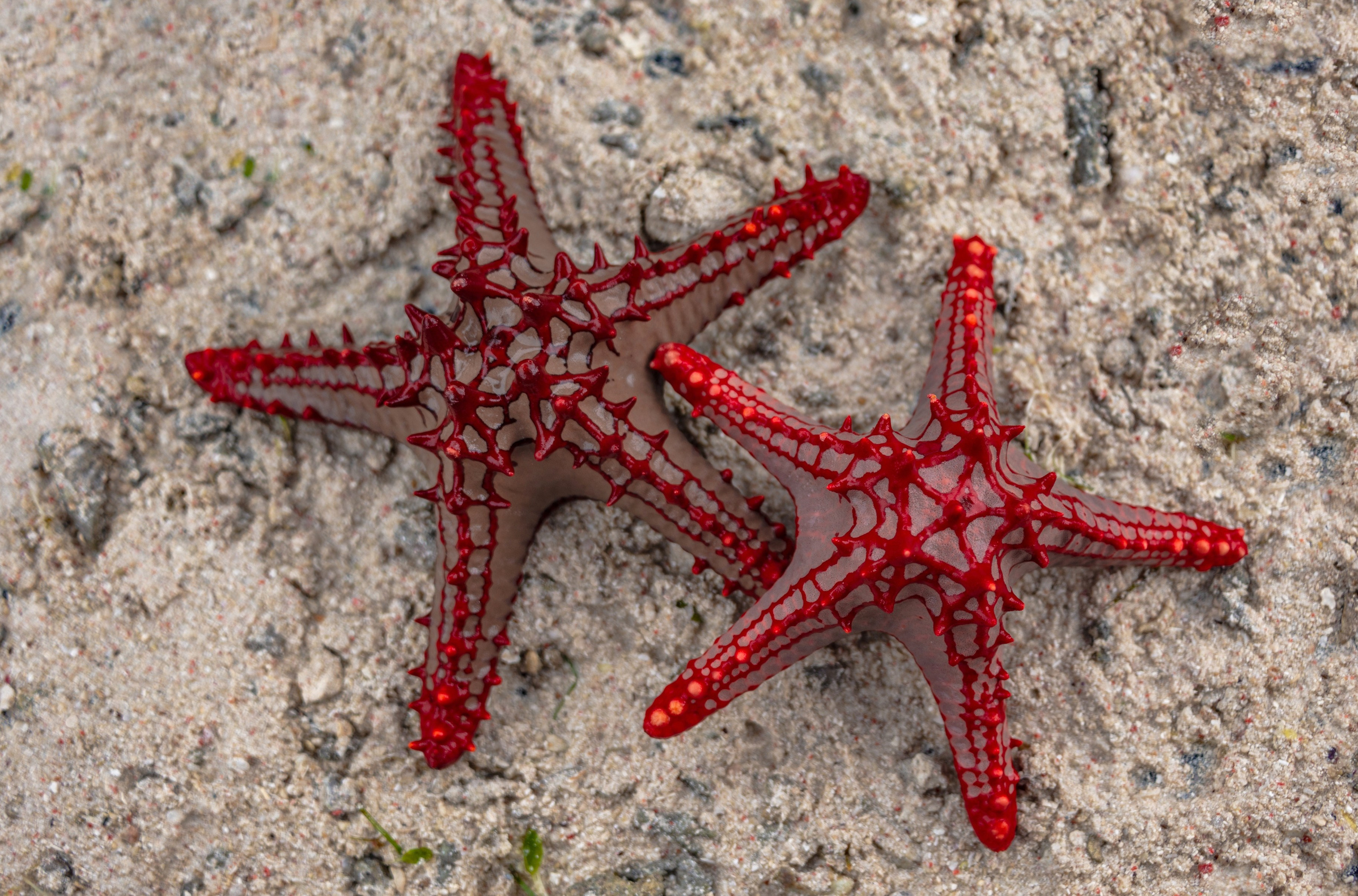 Мне звезда упала на ладошку. Фотограф Лара Кучина