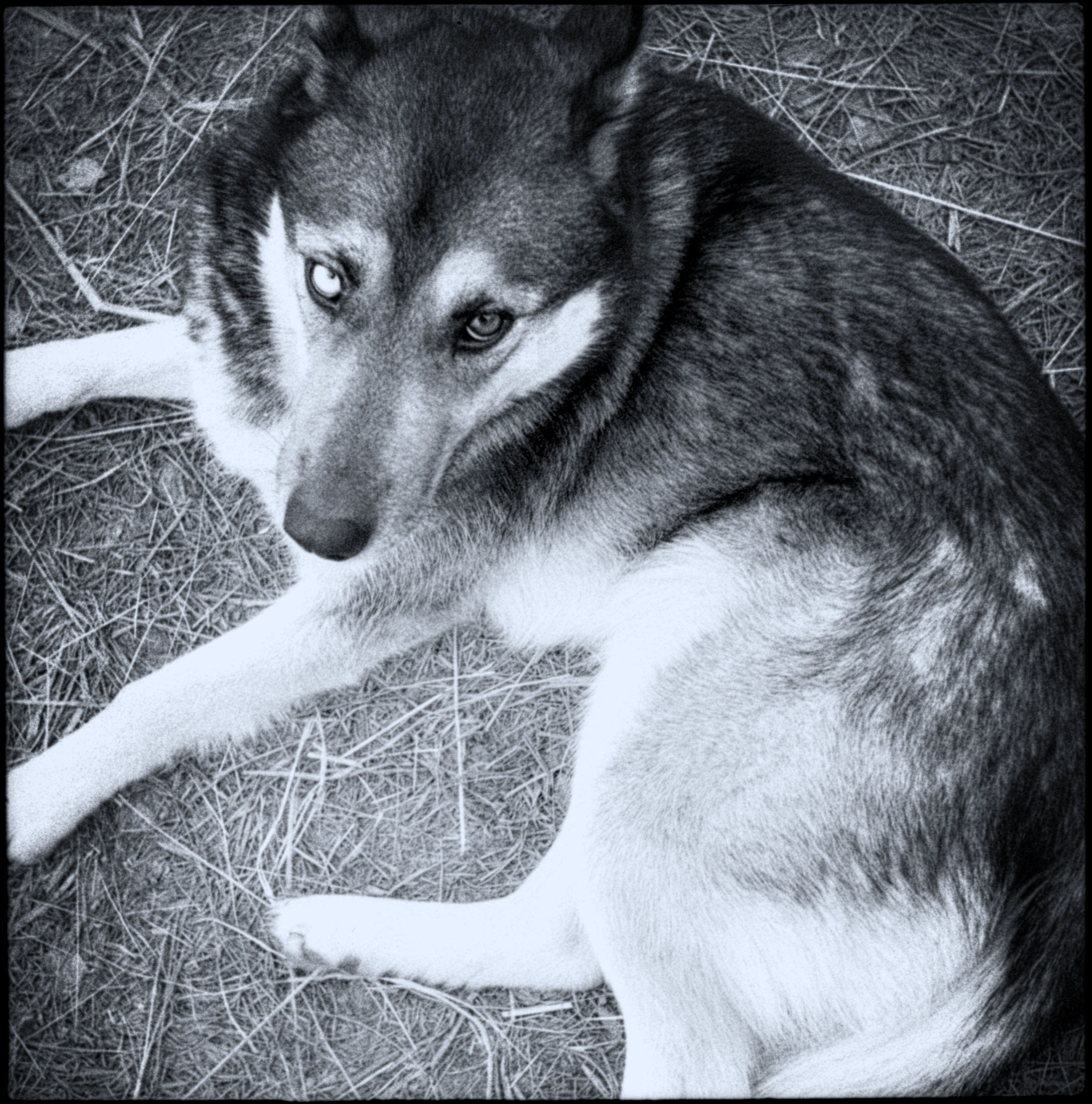 Пленочная фотография Олег Кузнецов. Artkapella|Олег Кузнецов