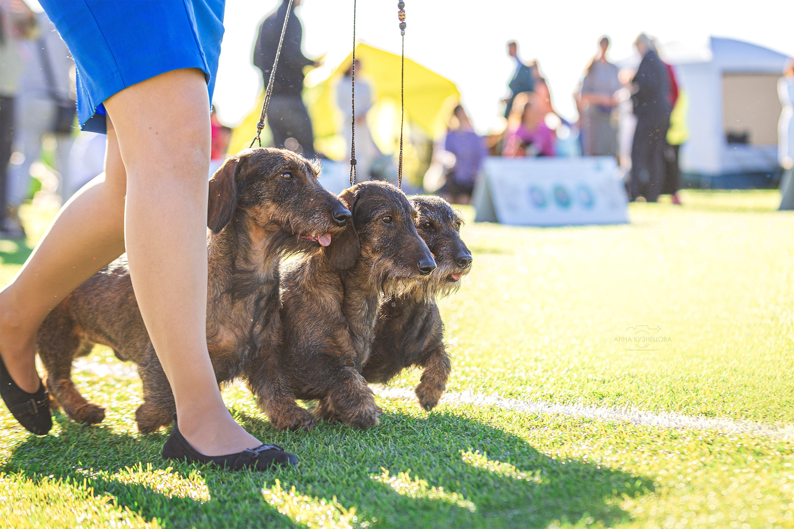 В ринге. Фотограф анималист Кузнецова Анна Нижний Новгород