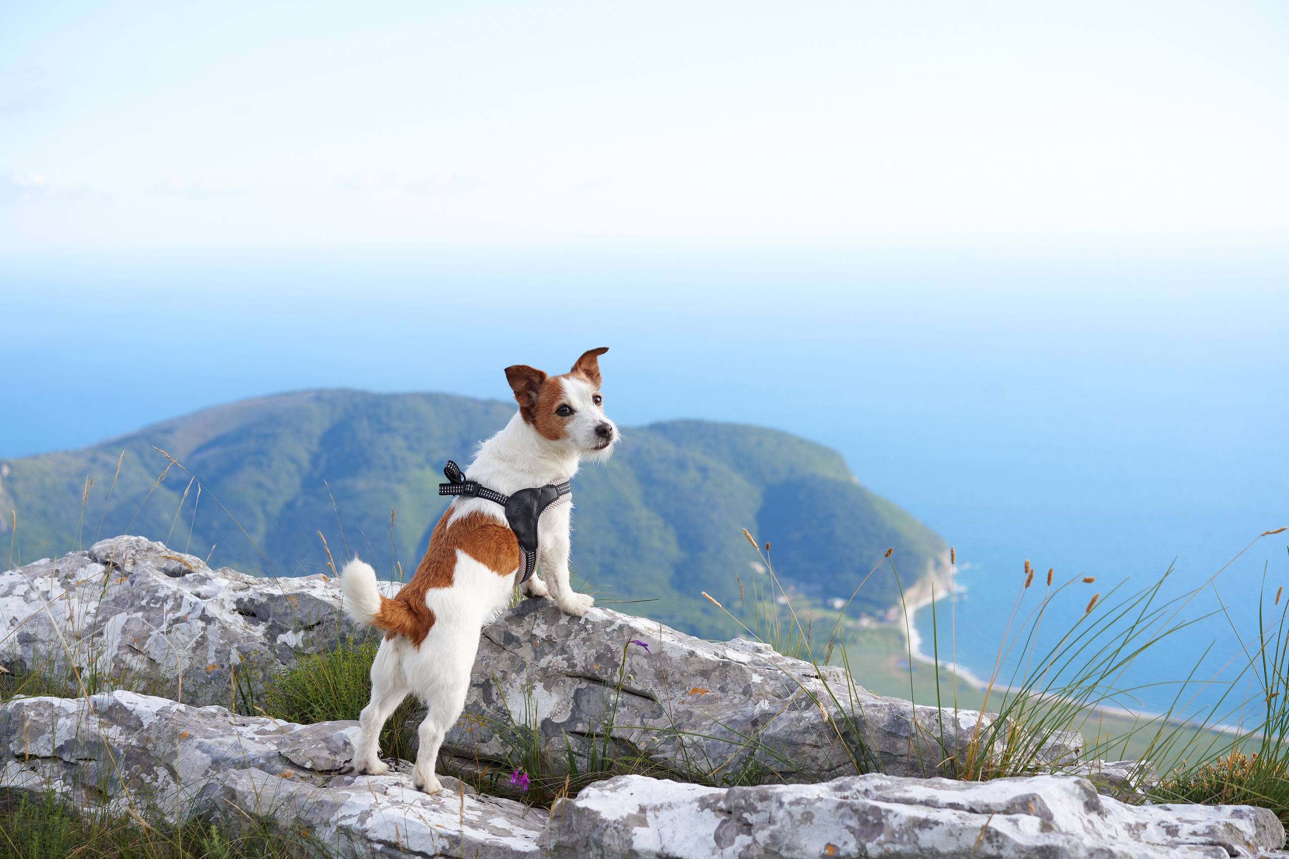 Advertising shooting with animals. Pets in advertising. Dog photographer Averianova Anna — Art photography of dogs