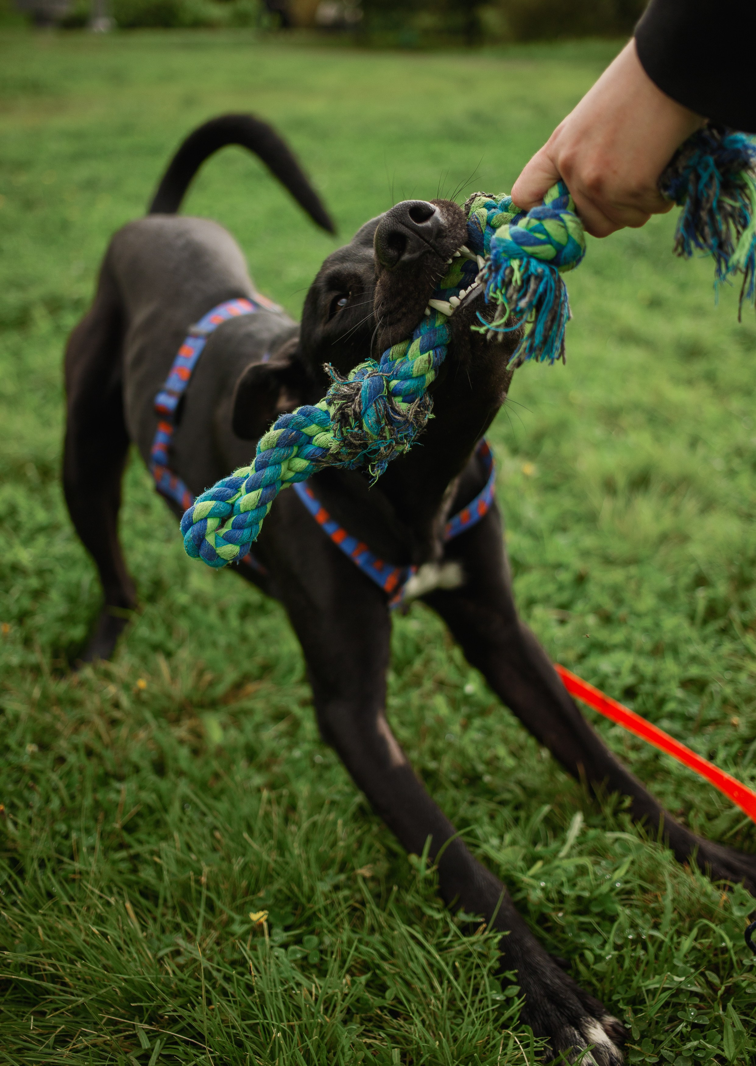 Отис ищет дом. Портретный фотограф в Санкт-Петербурге Катя Протасевич
