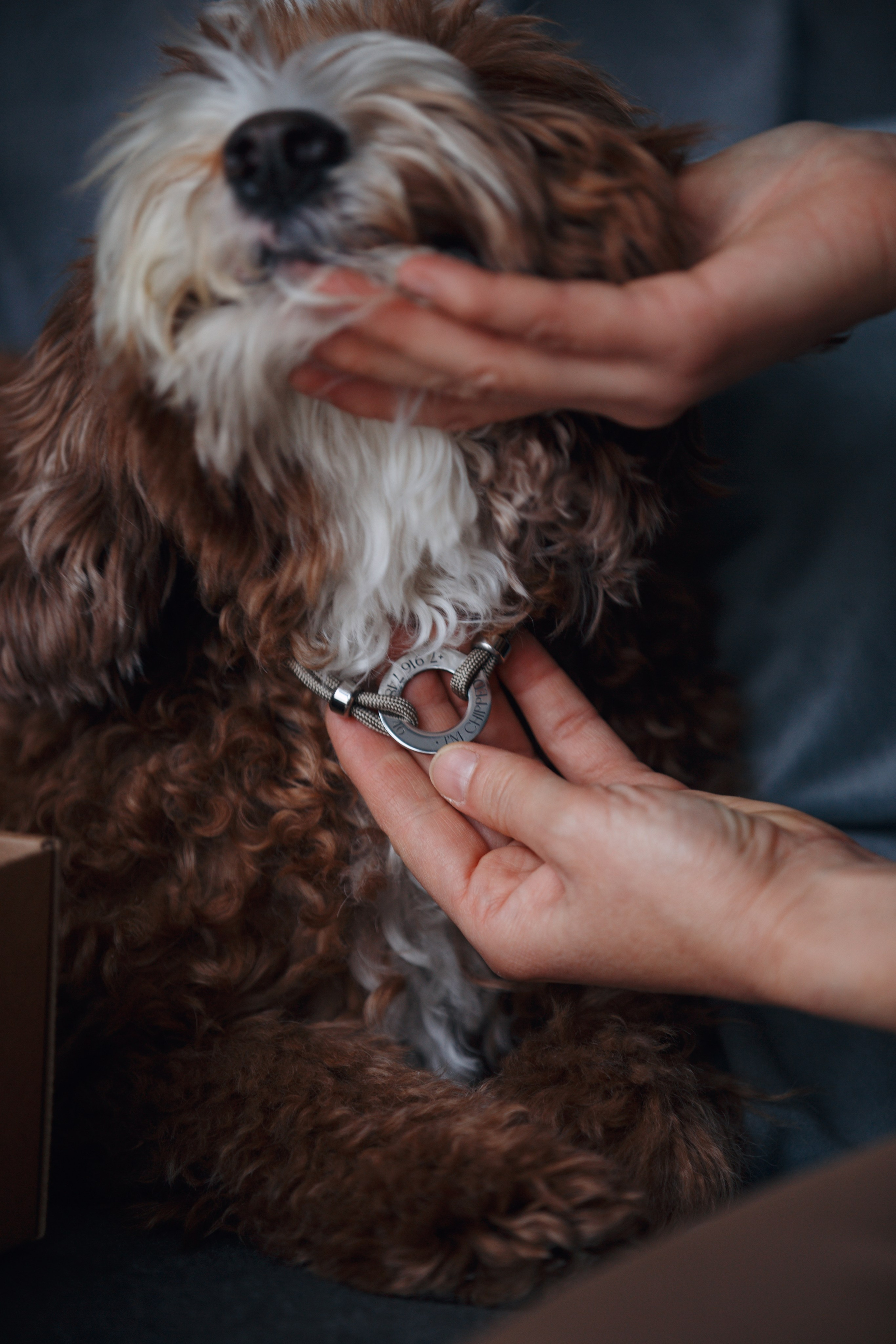 Bmbh лежанки и адресники. Фотограф анималист Кристина Карпова, Москва