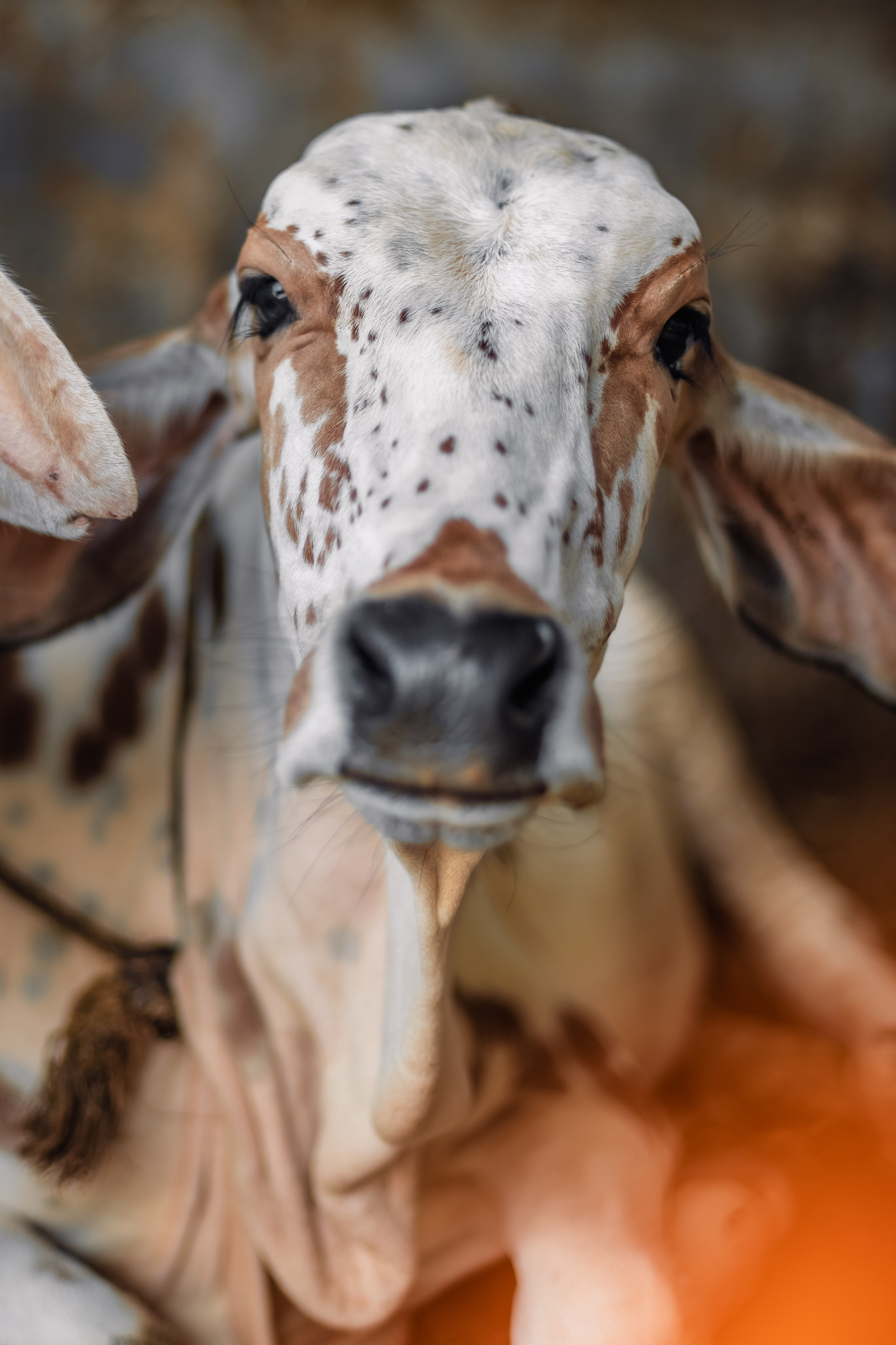 Devraha baba ji ashram life 2025. Mariam Bagdasaryan