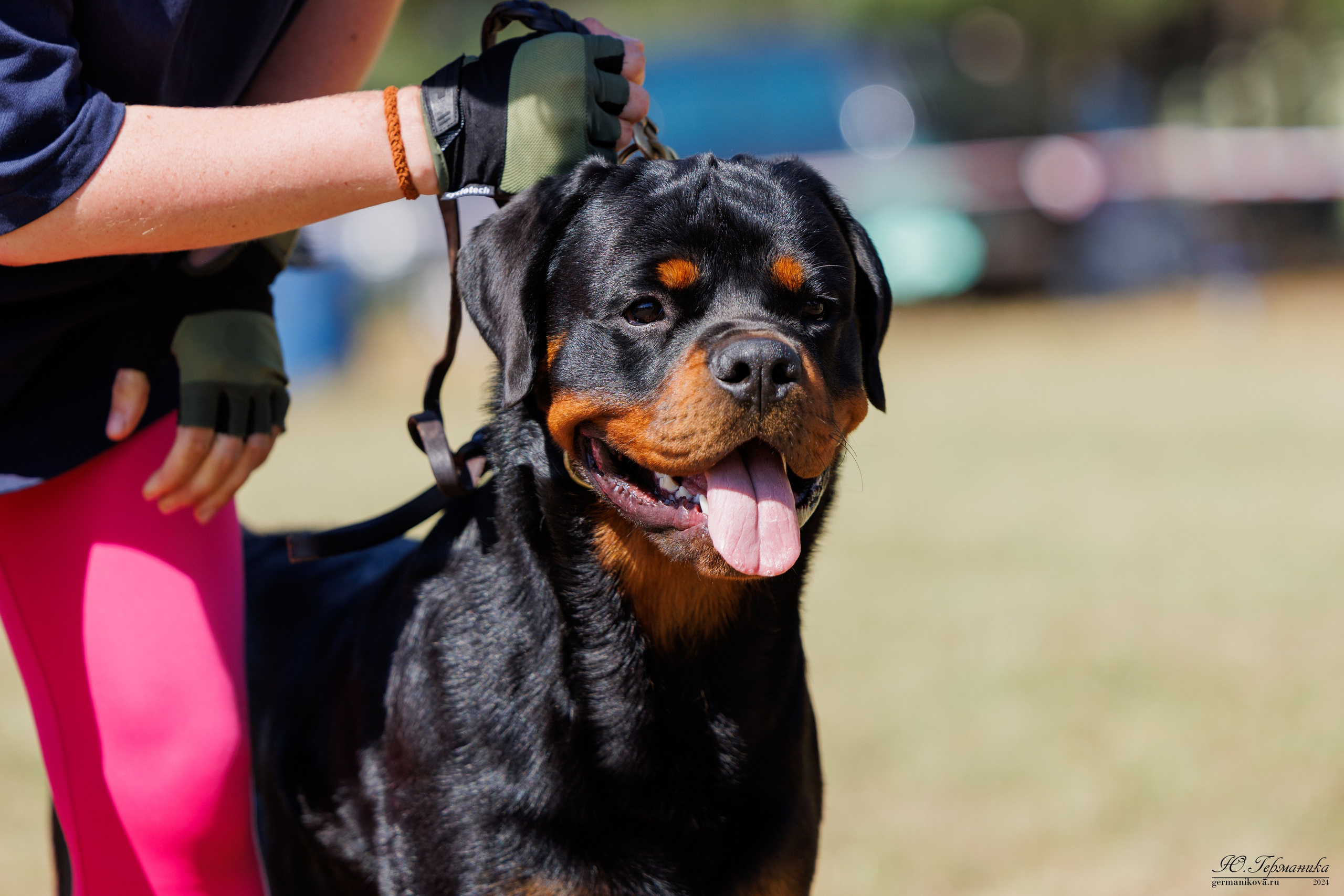 ПК и КЧК ротвейлеры Тверь 6-7.07.2024. Фотограф-анималист Юлия Германика