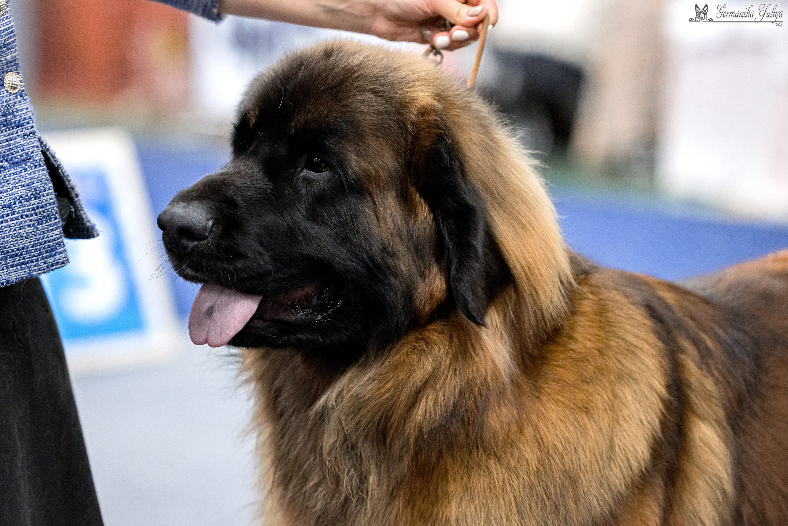 Сфера 29.10,Крокус 4.11,Сфера 12.11.2023. Фотограф-анималист Юлия Германика