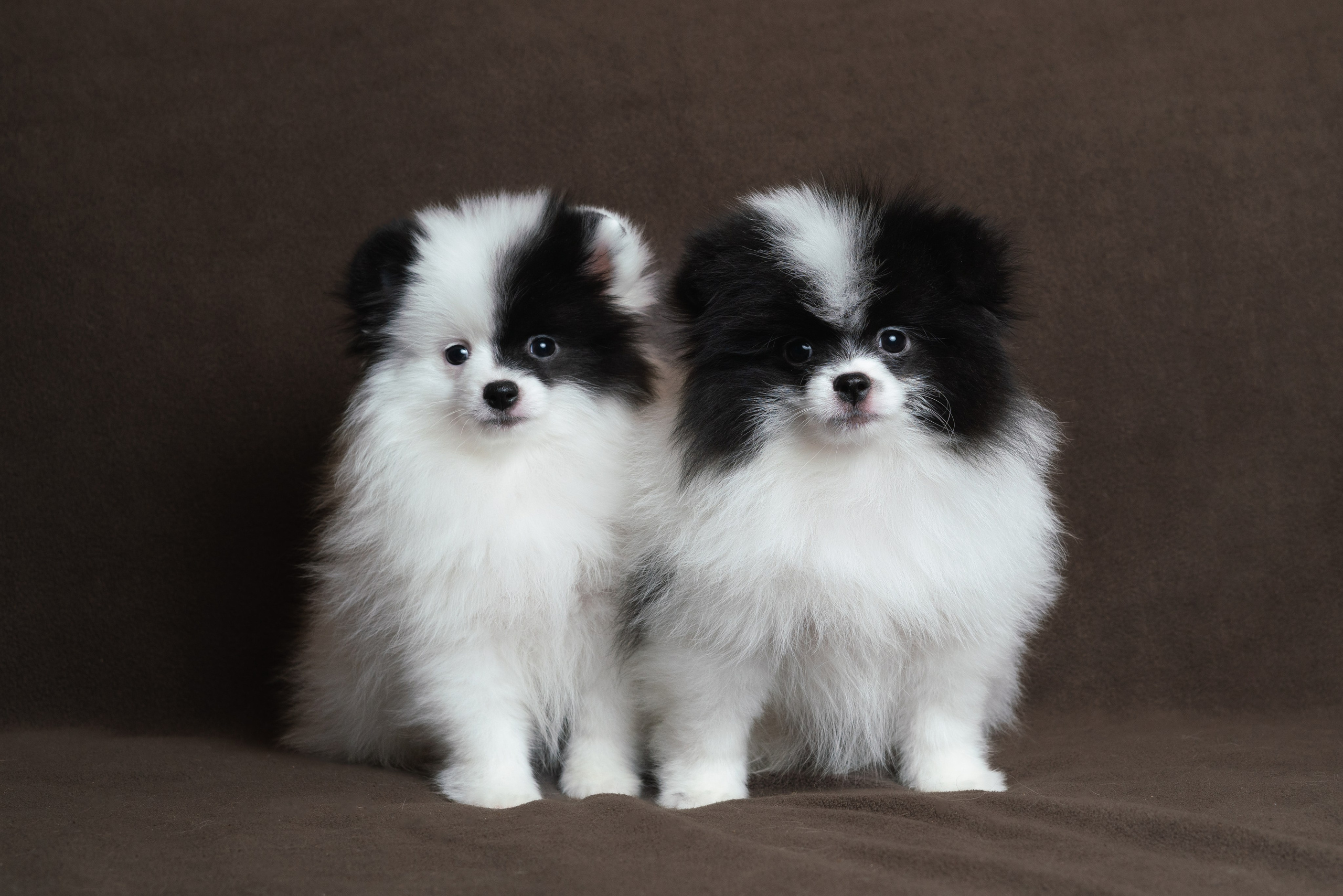 Шпицы. Фотограф анималист Осипчикова Мария