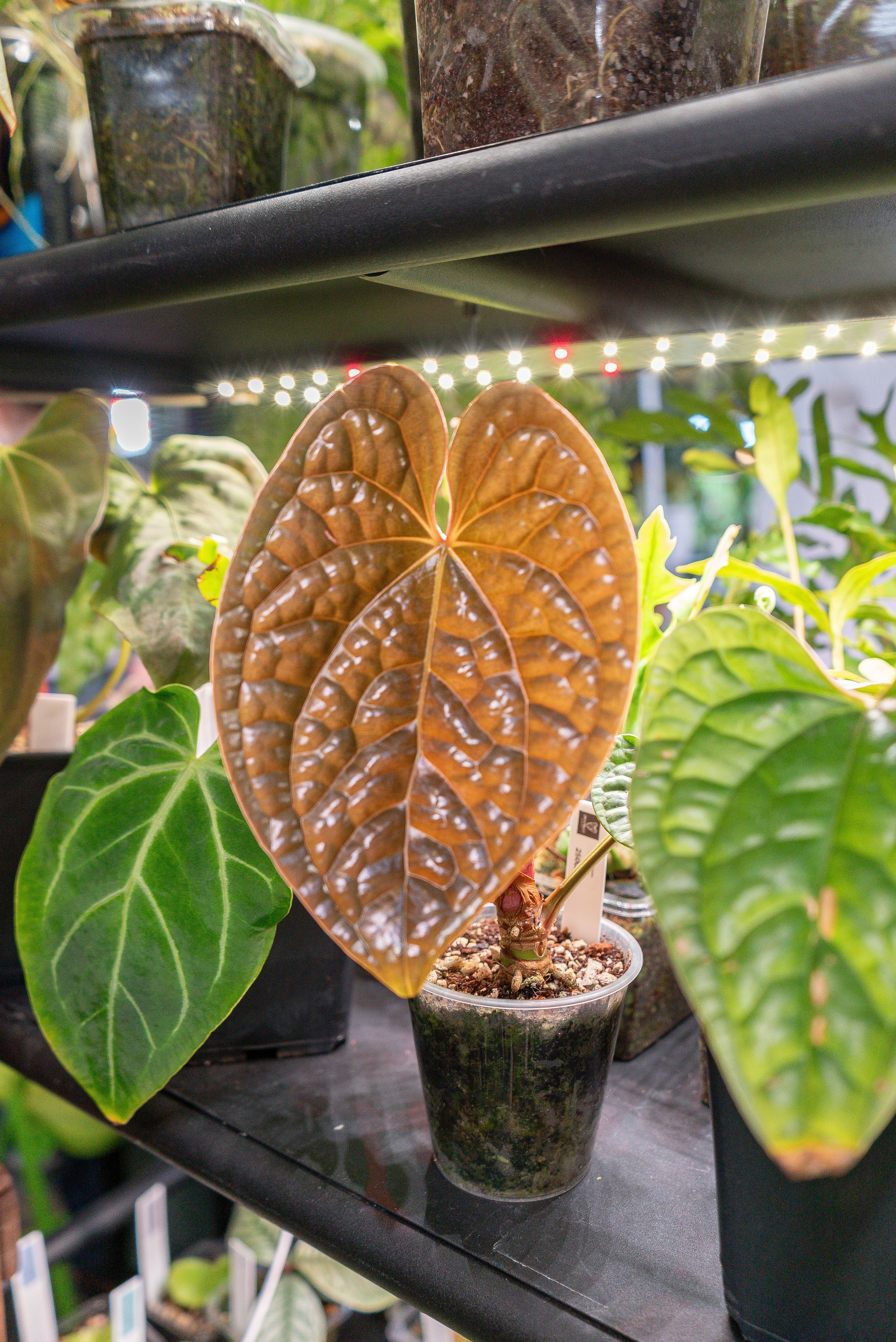 Гроубокс Артплей апрель. Александра Куликова фотограф, Москва